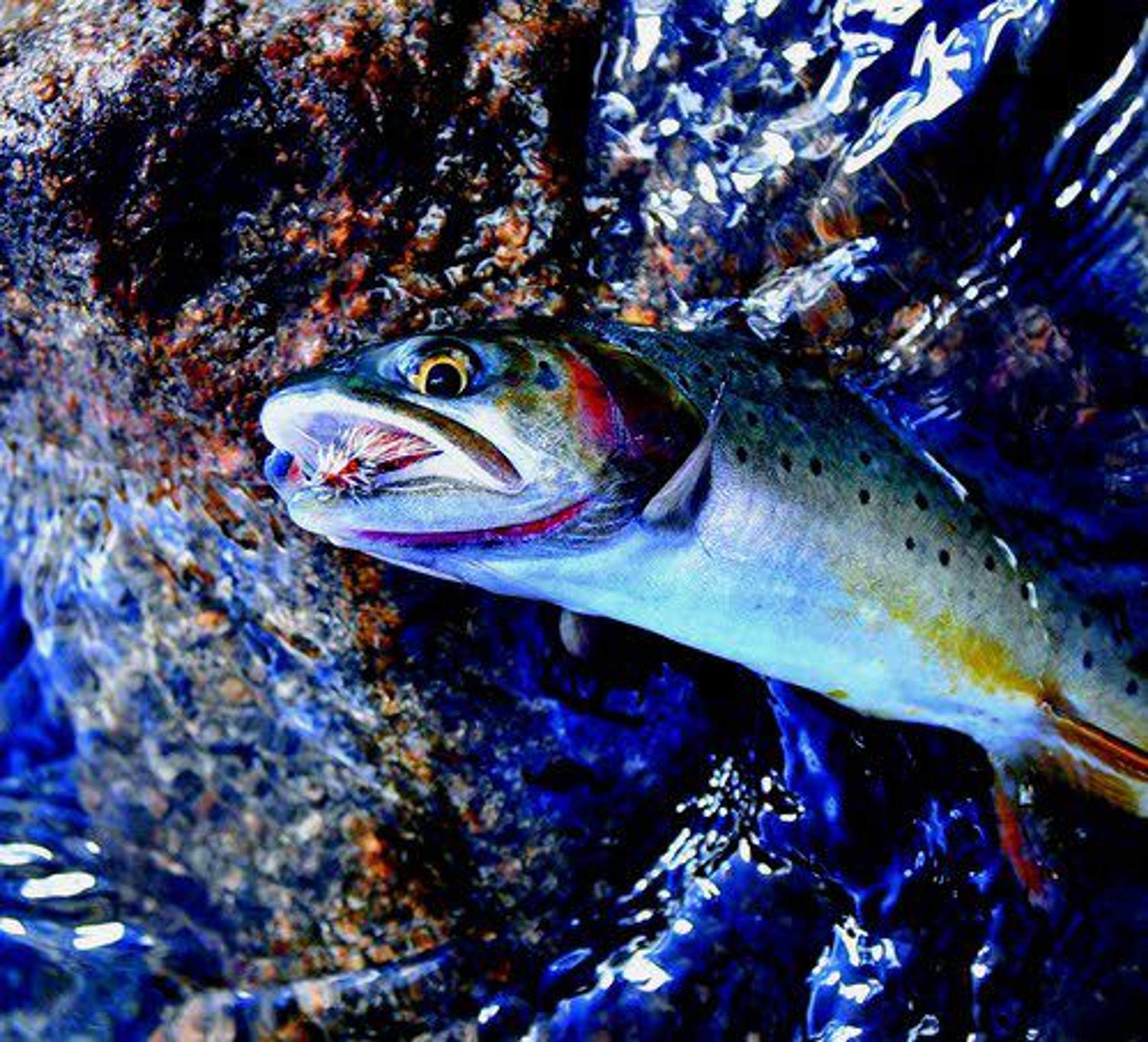 A cutthroat trout that was caught and released by an angler at a lake in the Absaroka-Beartooth Wilderness.