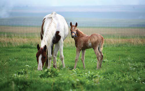 Feature photo: Mares eat oats?
