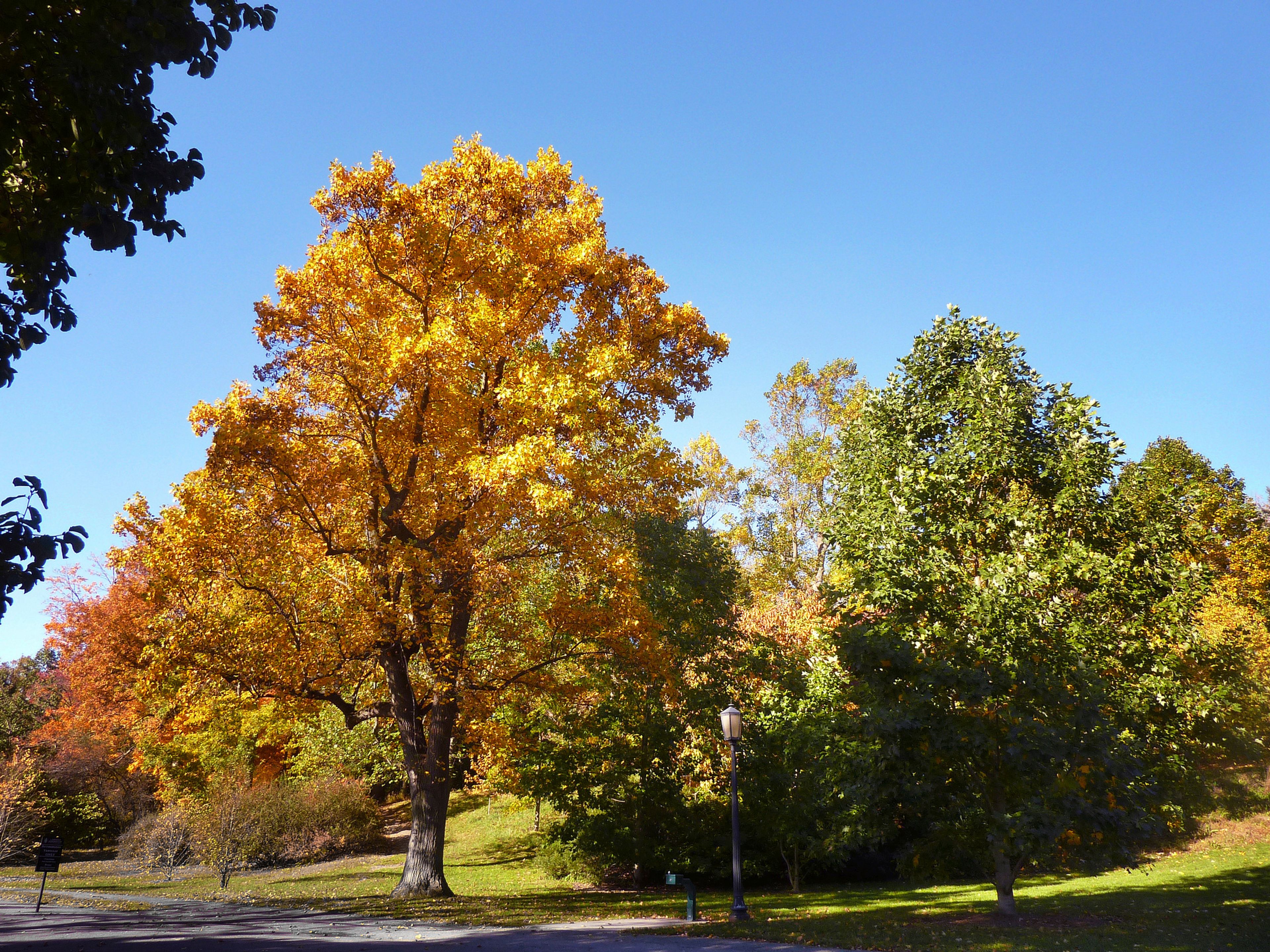 This 2012 image provided by Arnold Arboretum of Harvard University shows the bright-gold fall foliage of native tulip tree (Liriodendron tulipifera) in Boston. (Arnold Arboretum of Harvard University via AP)