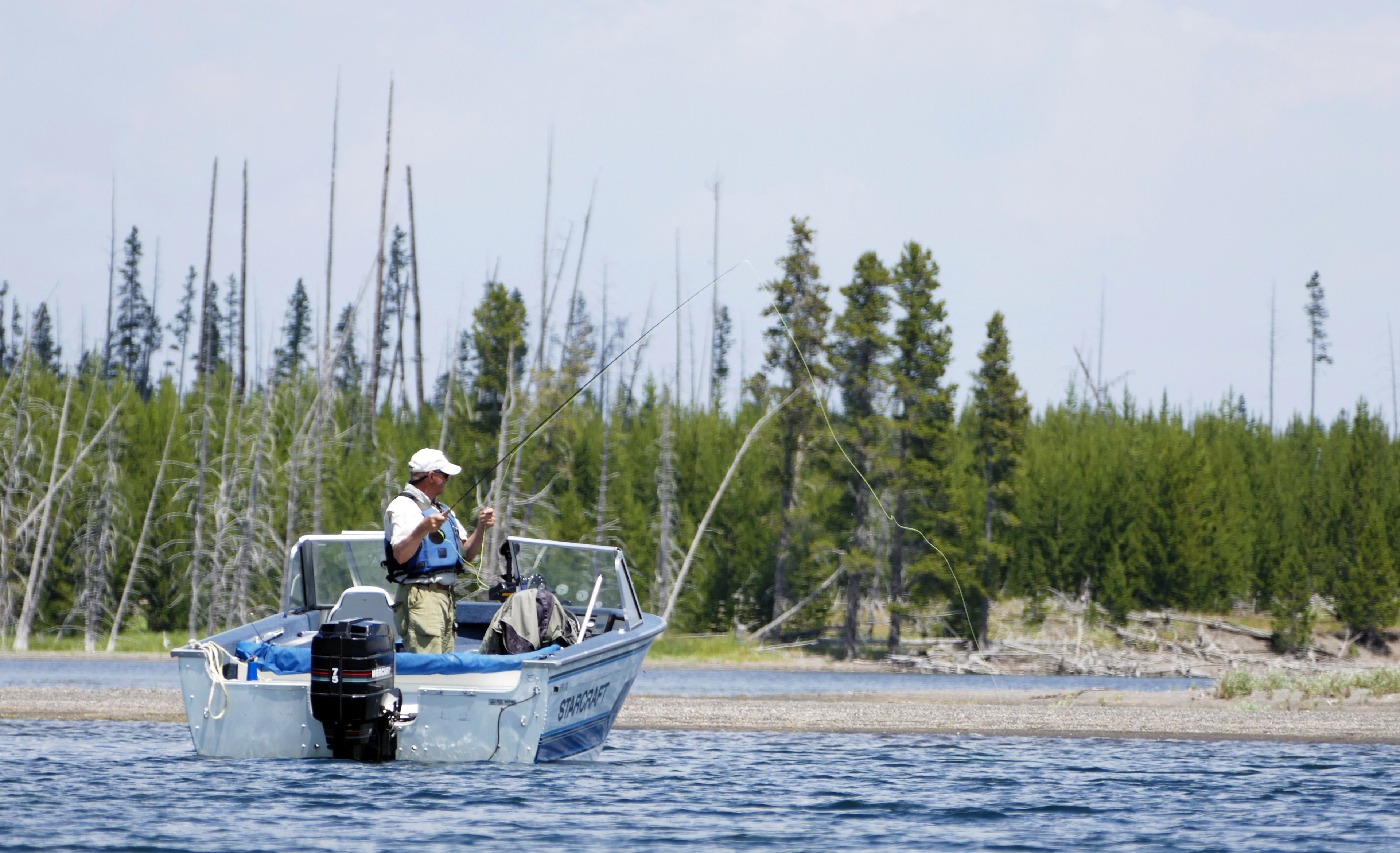 Anglers fishing Yellowstone Lake have the opportunity to catch and release some healthy cutthroat trout as the native fish continue to rebound from historic lows.