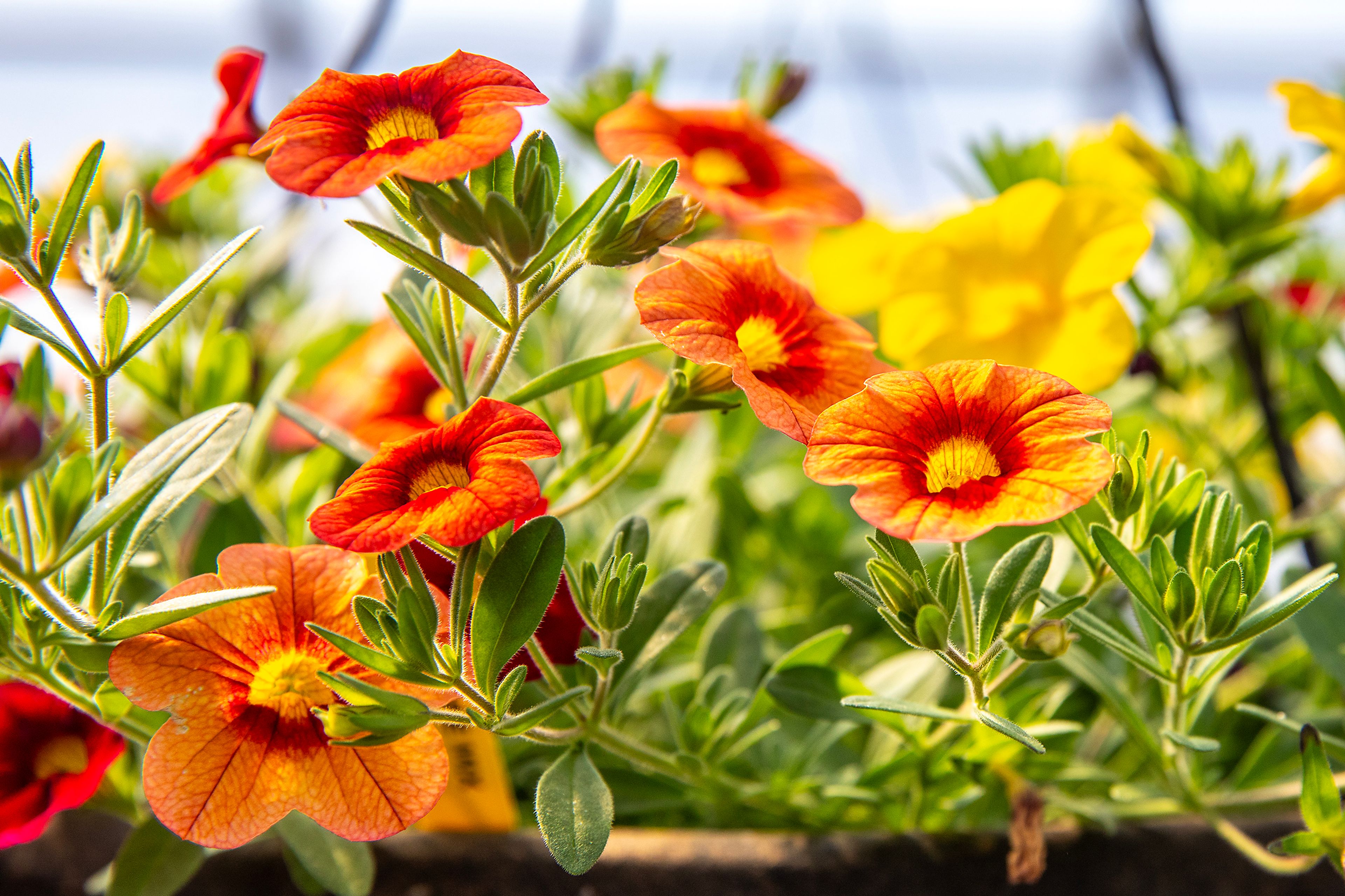 Flowers bloom Saturday at Patt’s Garden Center in Clarkston.