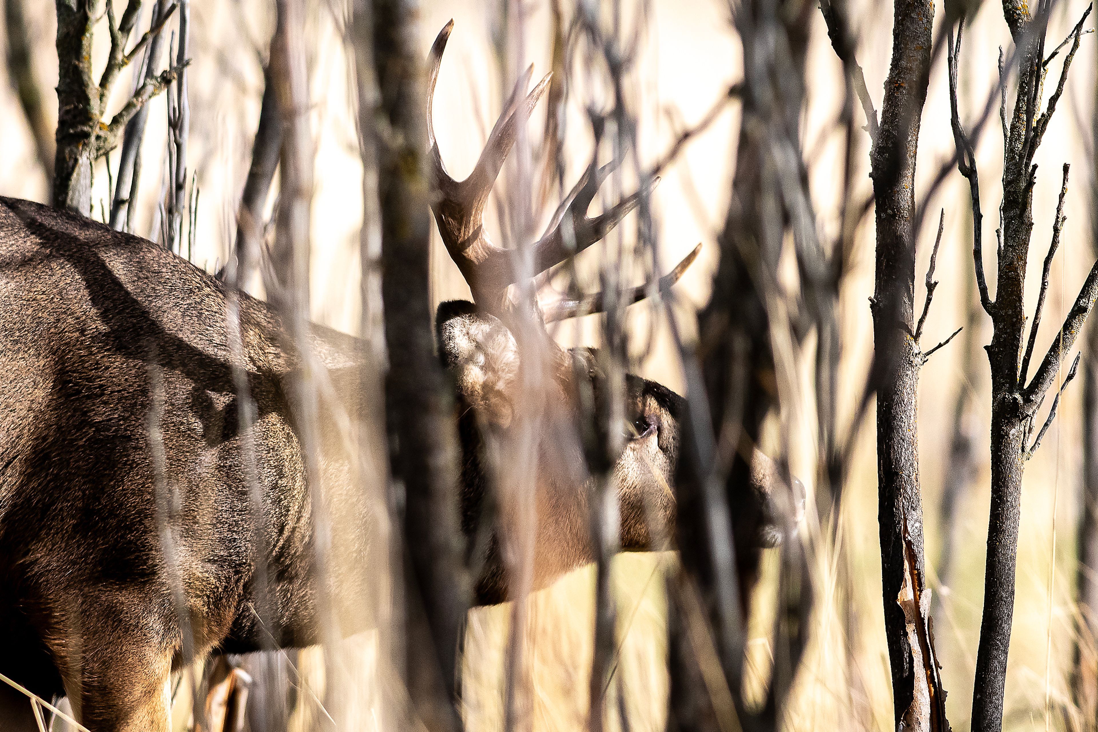 Antlers amid the trees