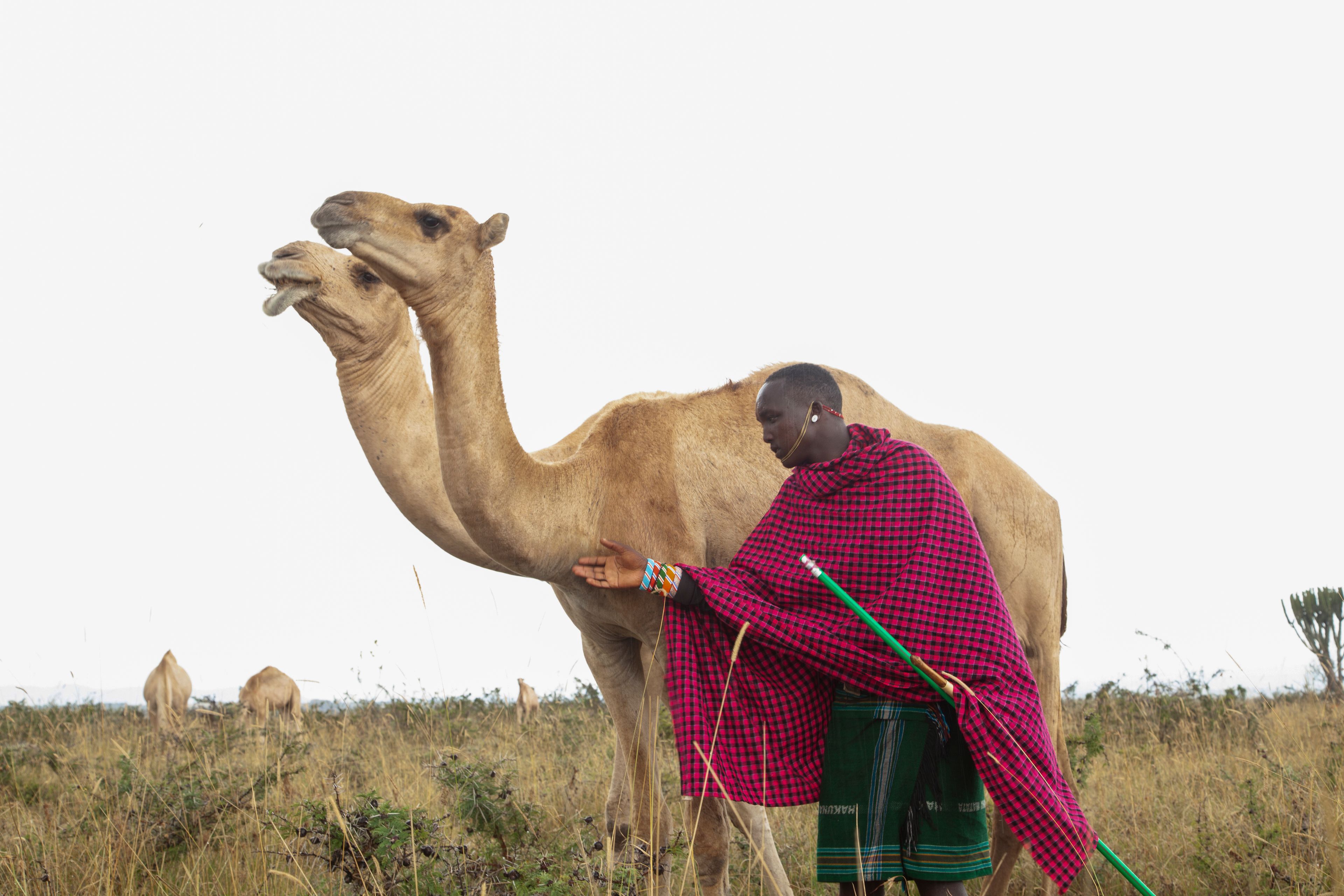 Musalia Piti, a herder, looks after his camels in Lekiji Village, Laikipia county, Kenya, Friday, July 26, 2024.