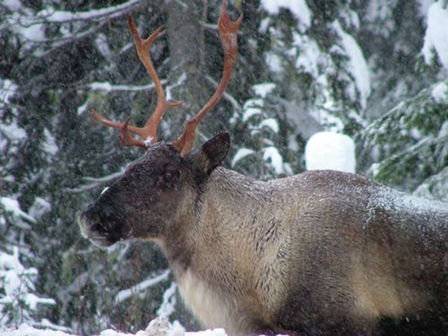 Caribou protection plan worries Idaho officials