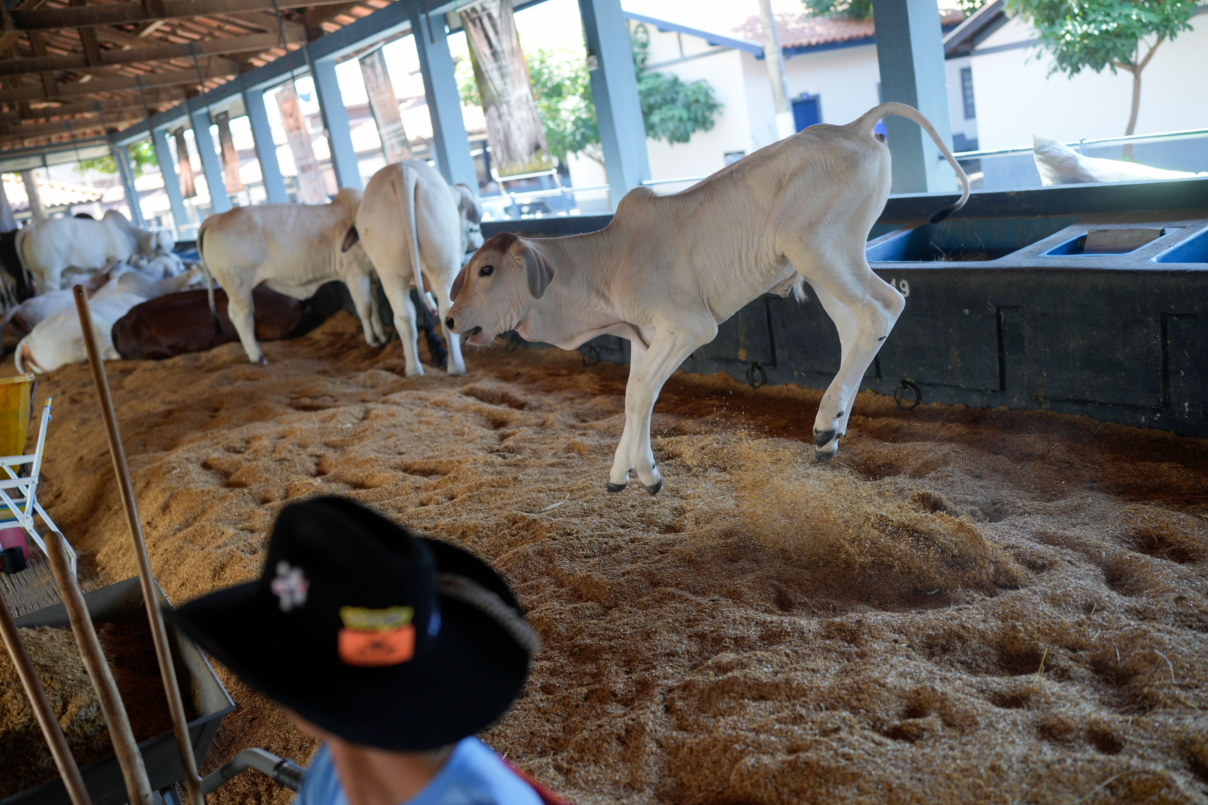 A Zebu cow leaps into the air inside a stable at the ExpoZebu fair in Uberaba, Minas Gerais state, Saturday, April 27, 2024. In Brazil, 80% of the cows are Zebus, a subspecies originating in India with a distinctive hump and dewlap, or folds of draping neck skin.