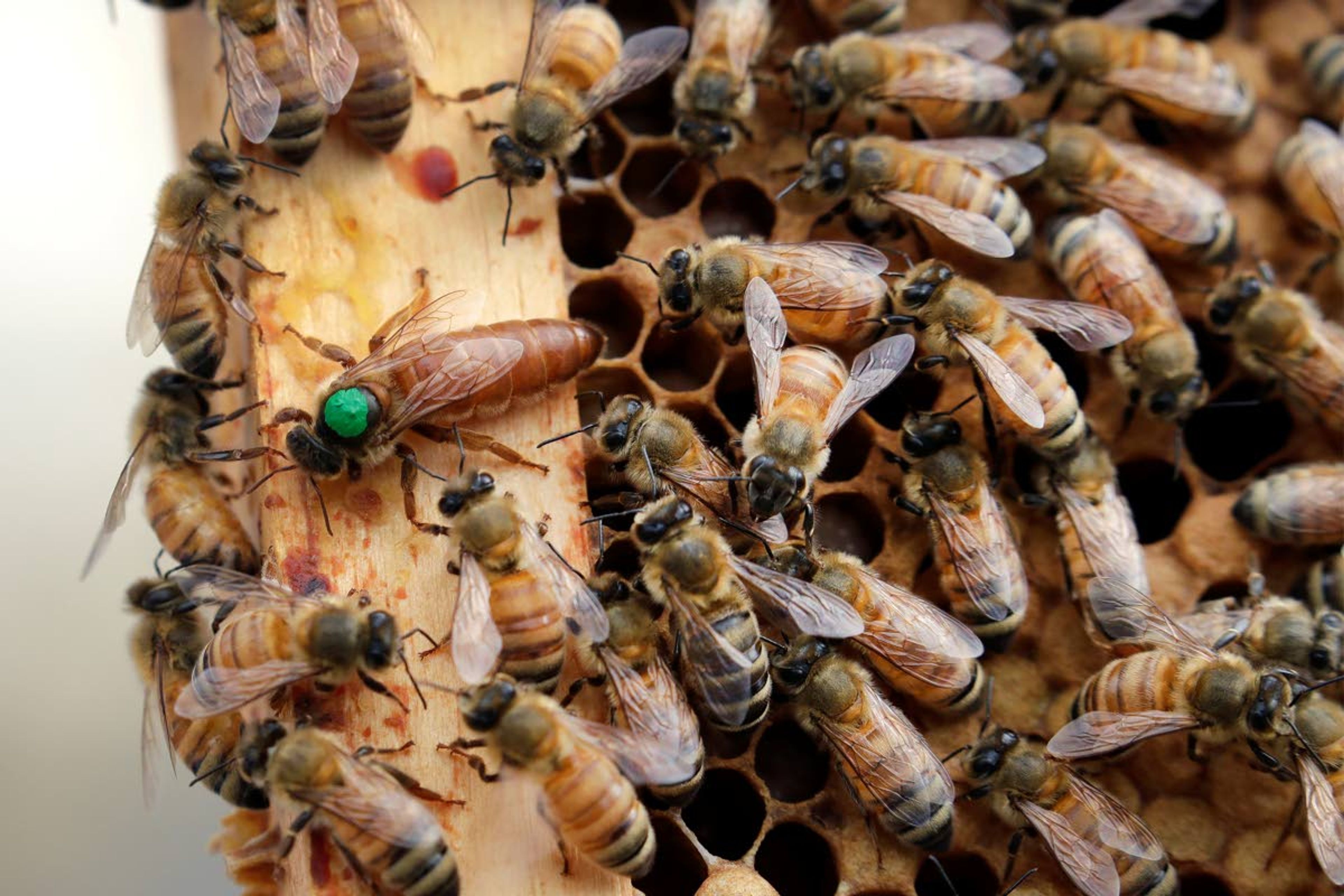 In this Aug. 7, 2019 photo, the queen bee (marked in green) and worker bees move around a hive at the Veterans Affairs in Manchester, N.H. Veterans in programs like the one at the Manchester VA Medical Center in New Hampshire insist that beekeeping helps them focus, relax and become more productive. (AP Photo/Elise Amendola)