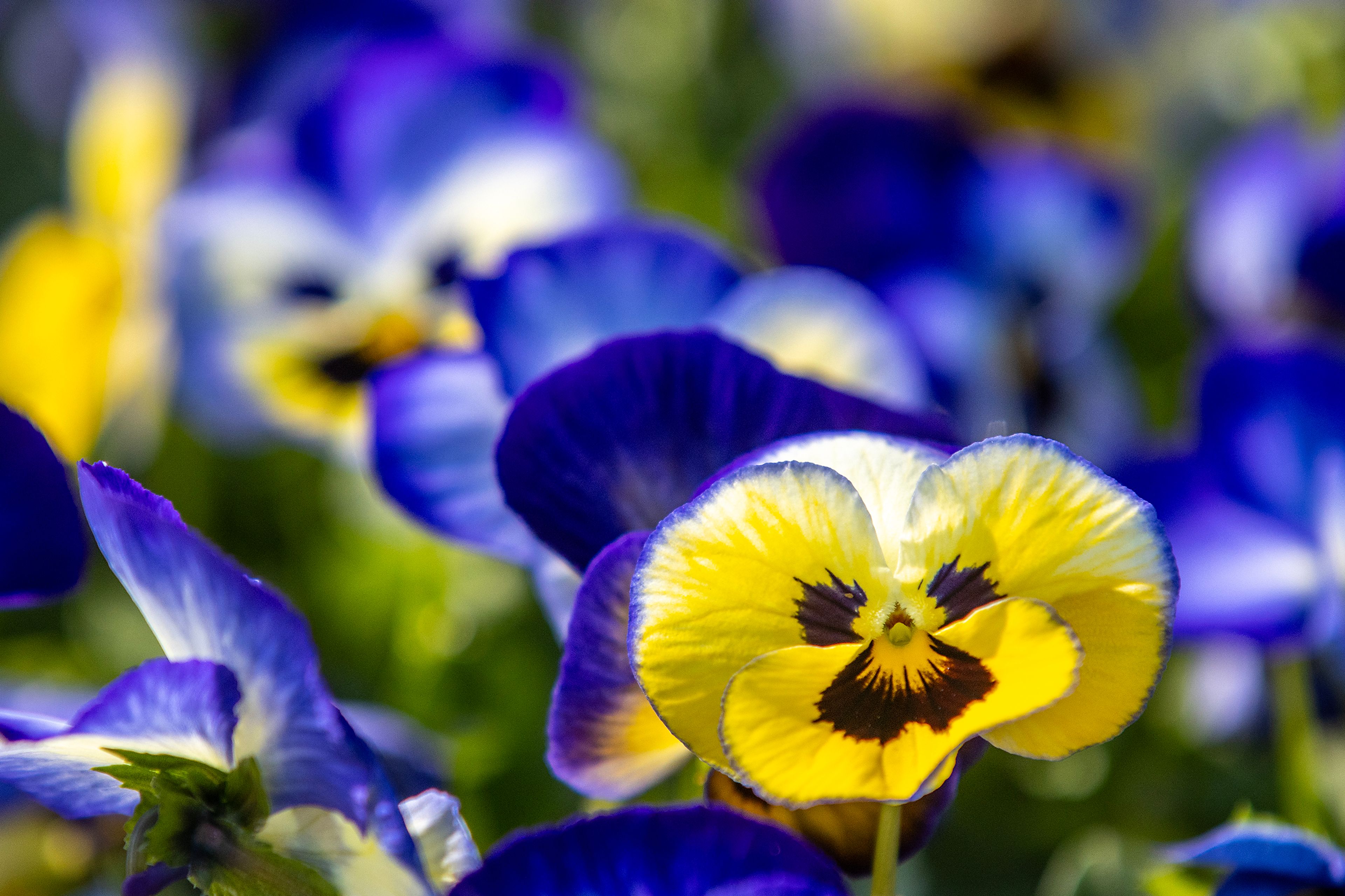 Flowers of blue and yellow bloom Saturday at Patt’s Garden Center in Clarkston.