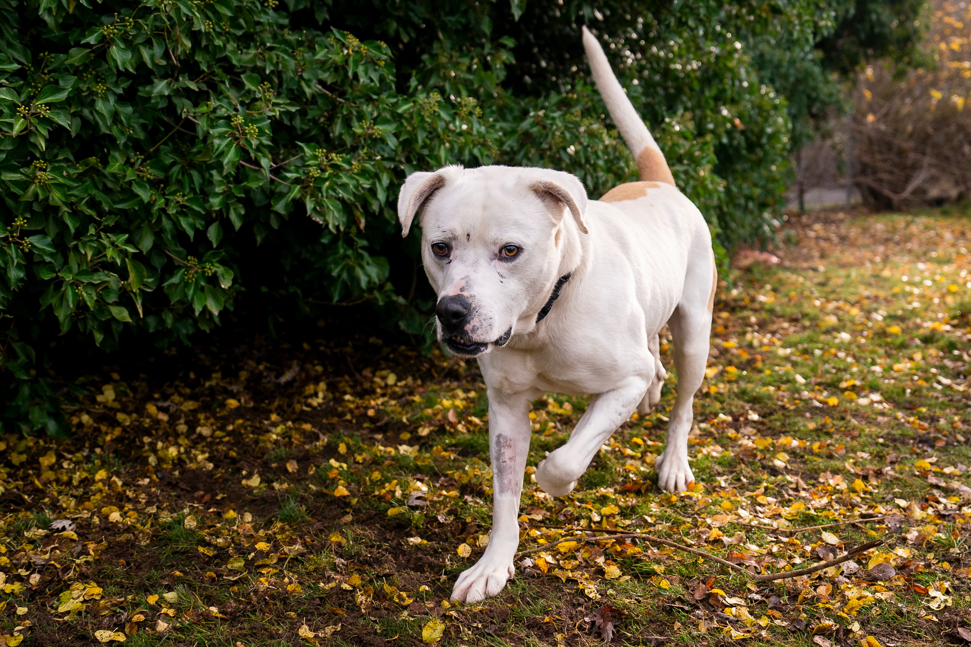 Chico roams outside on Friday at Lewis Clark Animal Shelter in Lewiston.