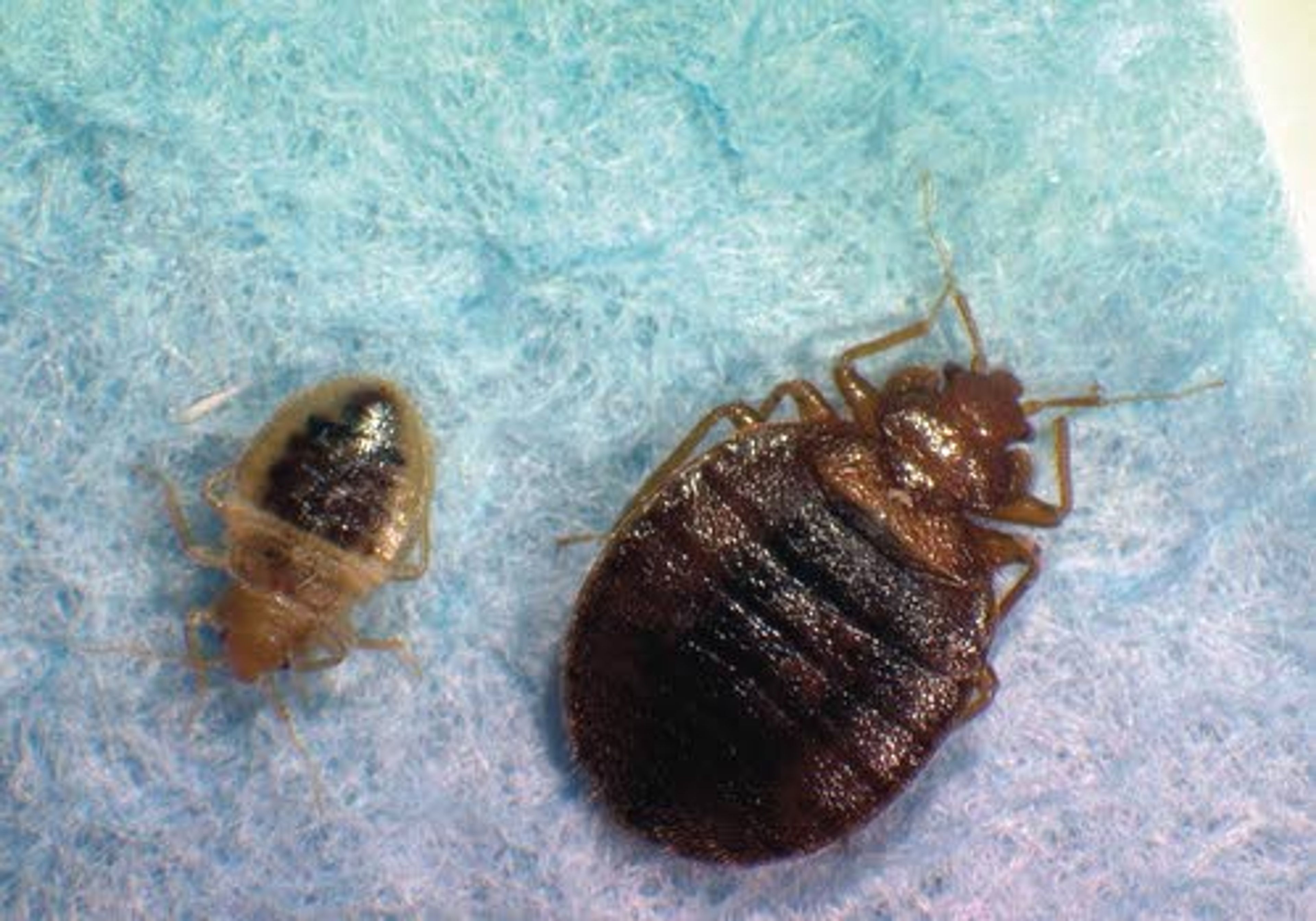 Avoid those bedbugs