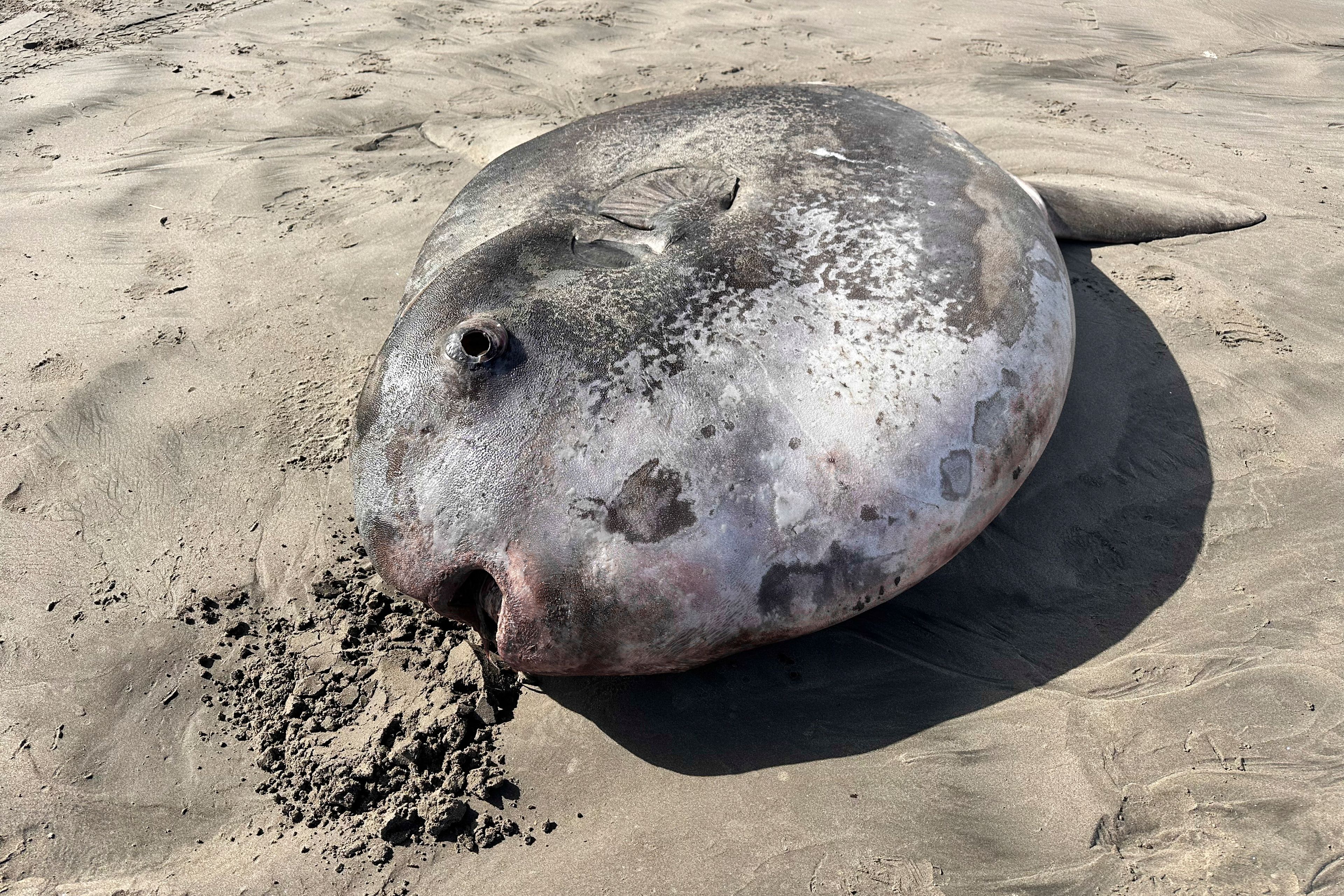 This image provided by Seaside Aquarium shows a hoodwinker sunfish that washed ashore on June 3, 2024, on a beach in Gearhart, Ore.