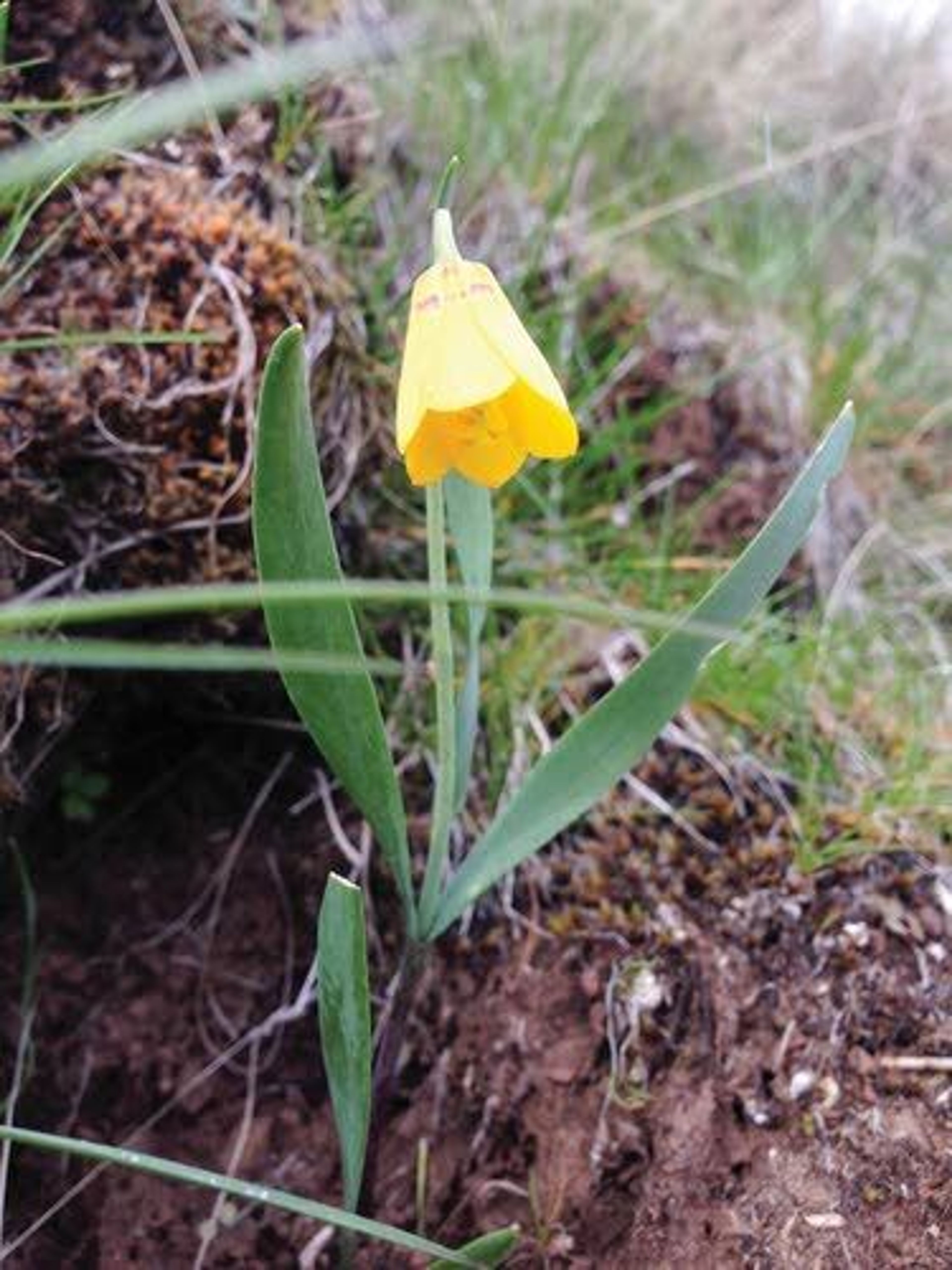 360_wildflowerapp_yellow bells