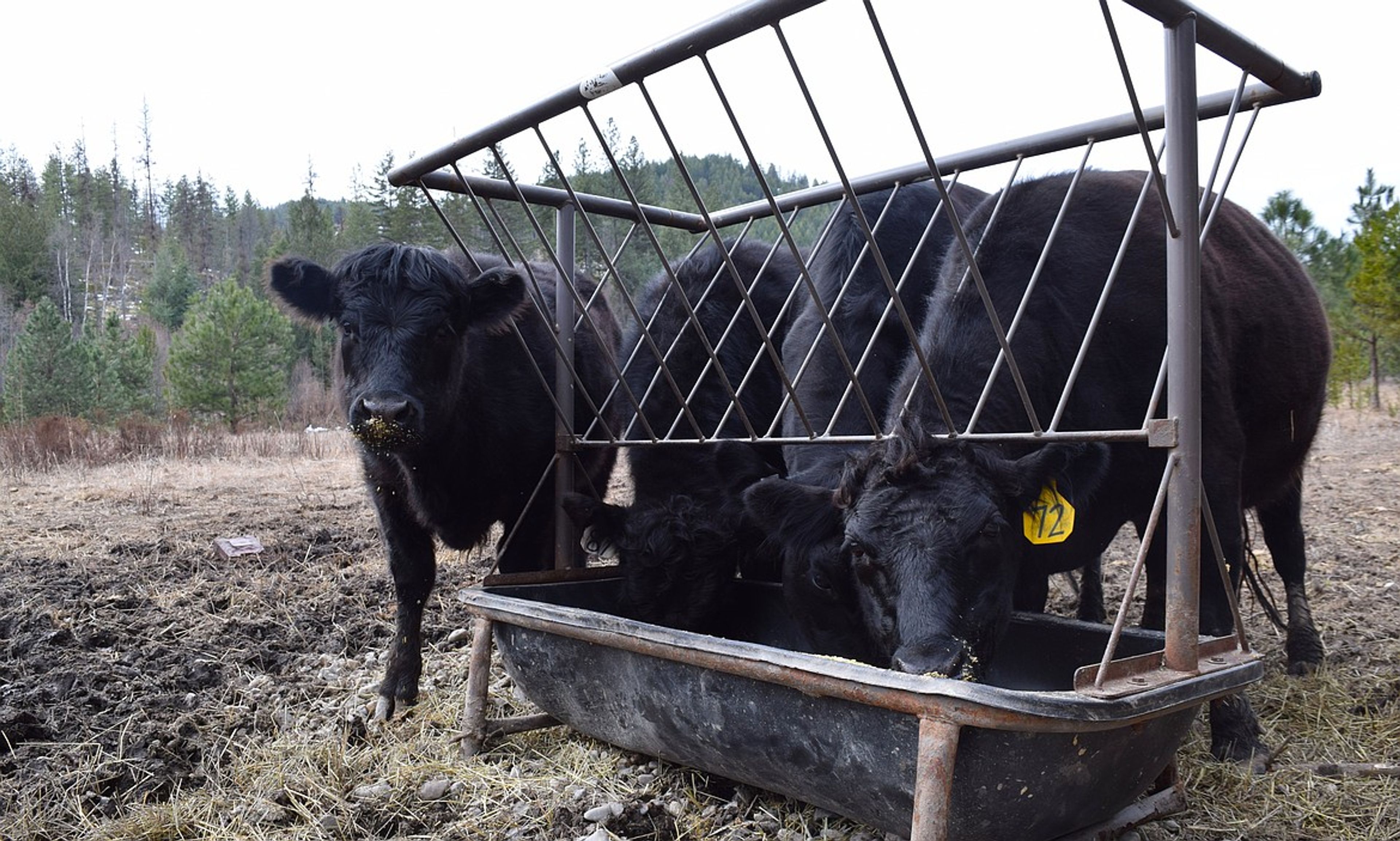 Protein for people, better lives for livestock