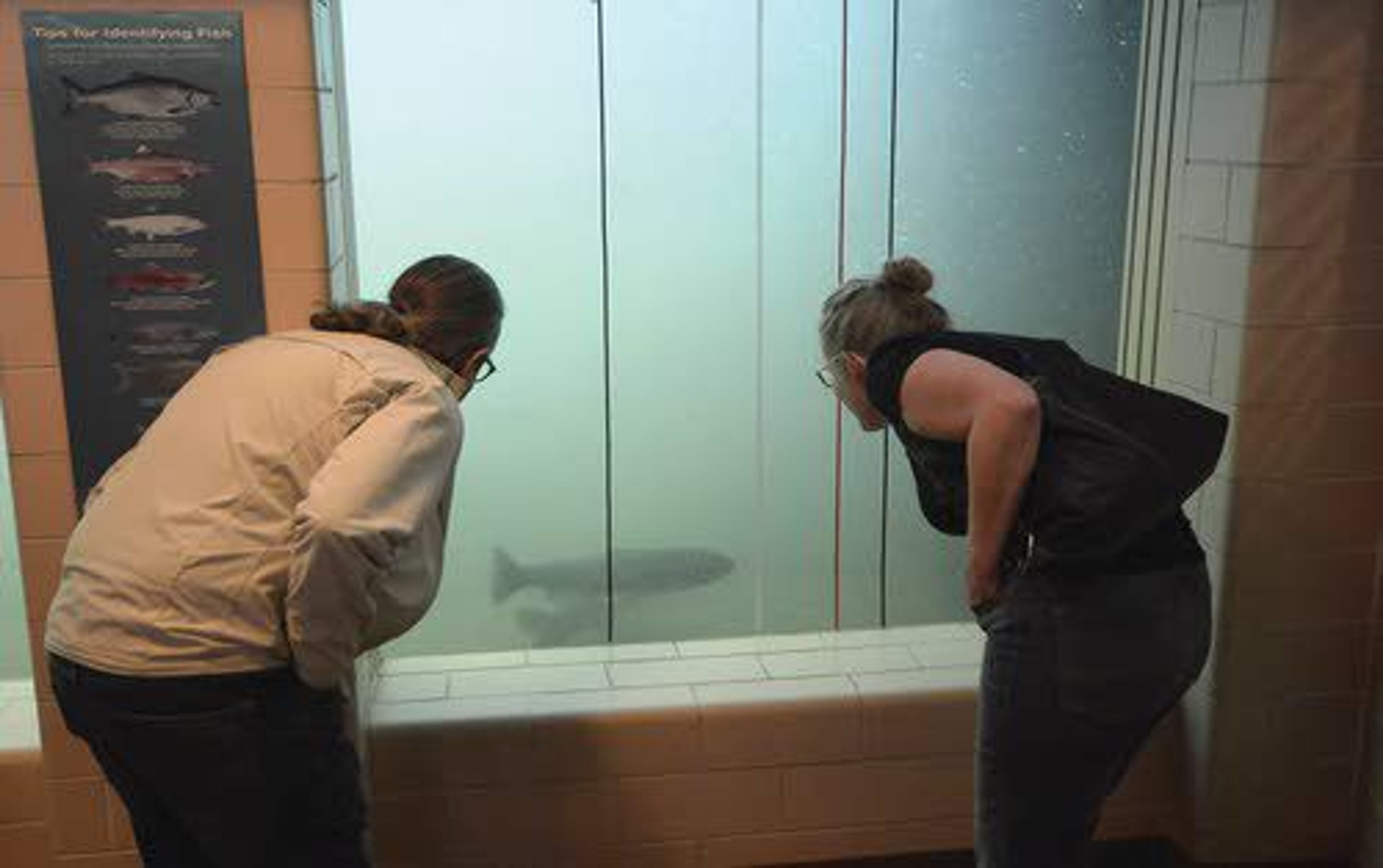 John and Stephanie Hunter watch a steelhead from the fish viewing window at Lower Granite Dam recently.