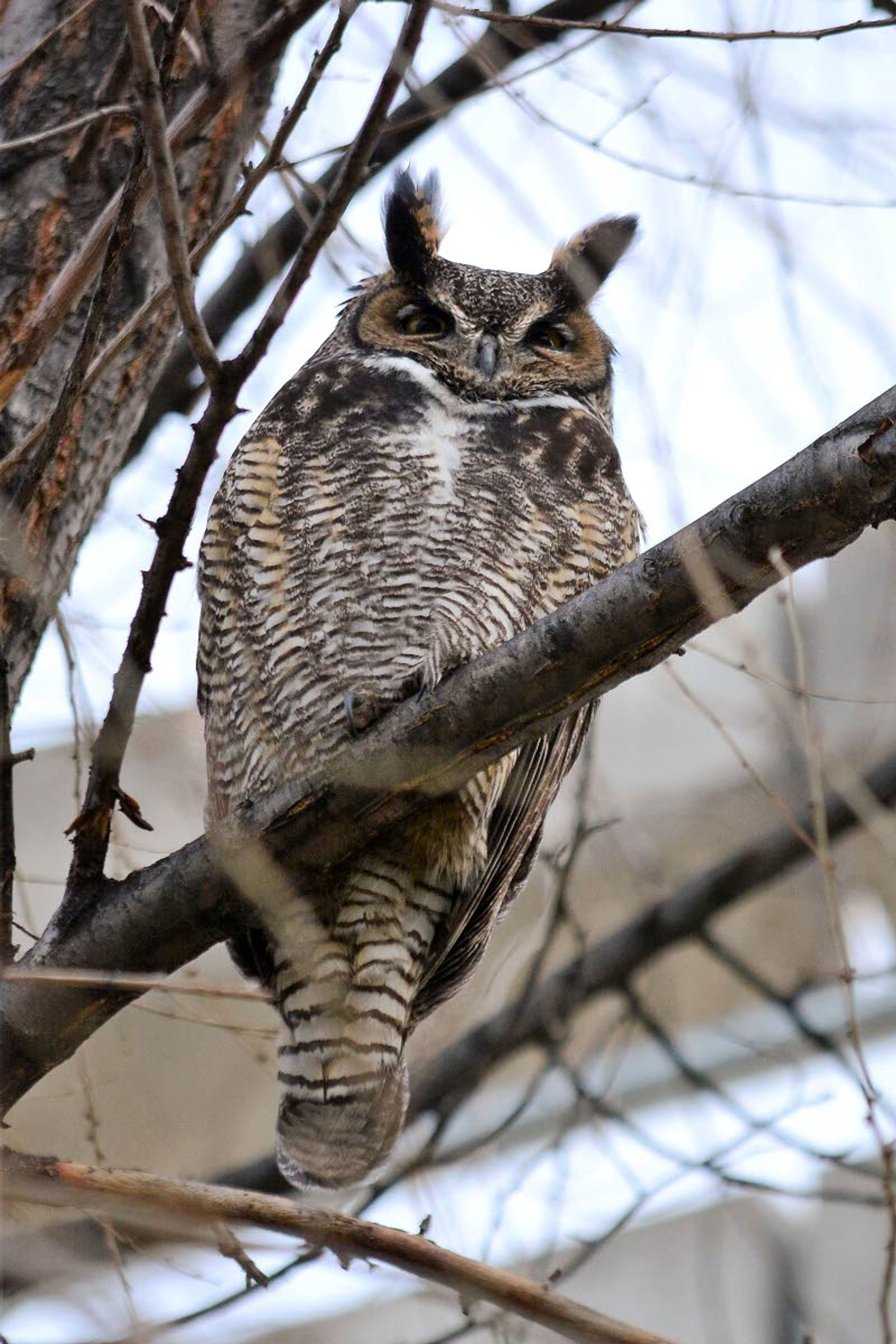 Feature photo Hoo goes there?