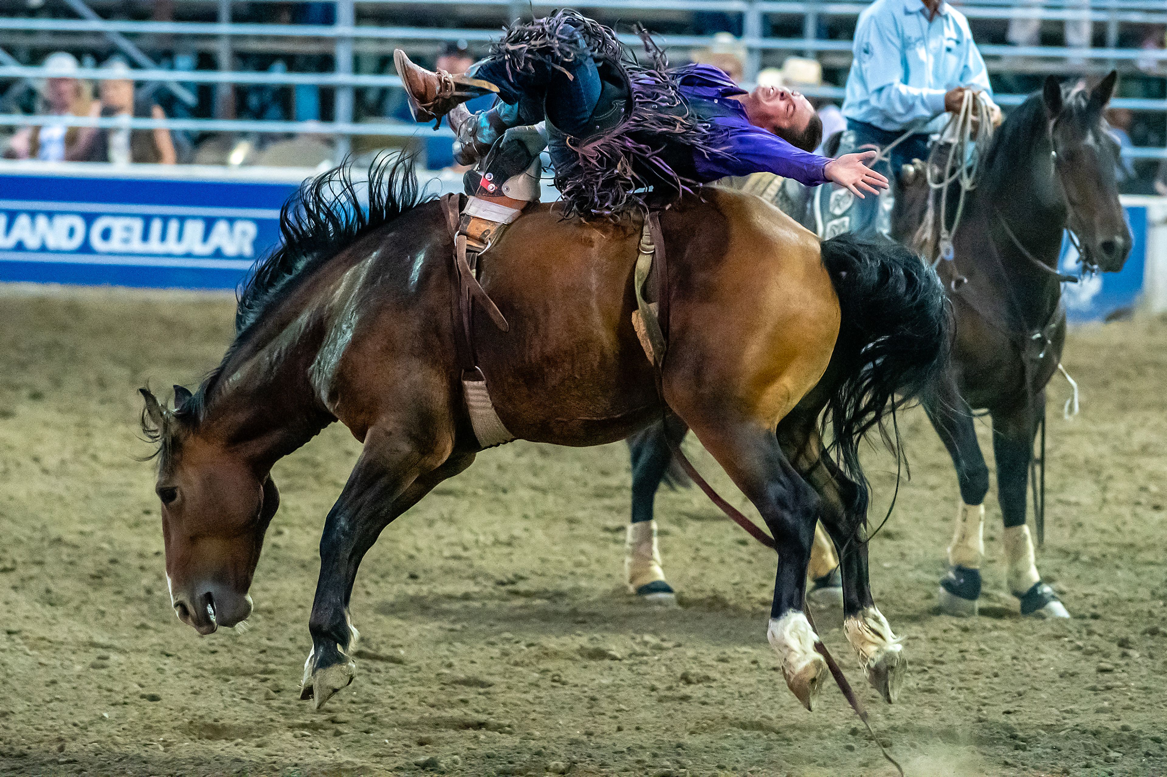 Sage Allen is thrown back on Wise General in the bareback competition on day 2 of the Lewiston Roundup.