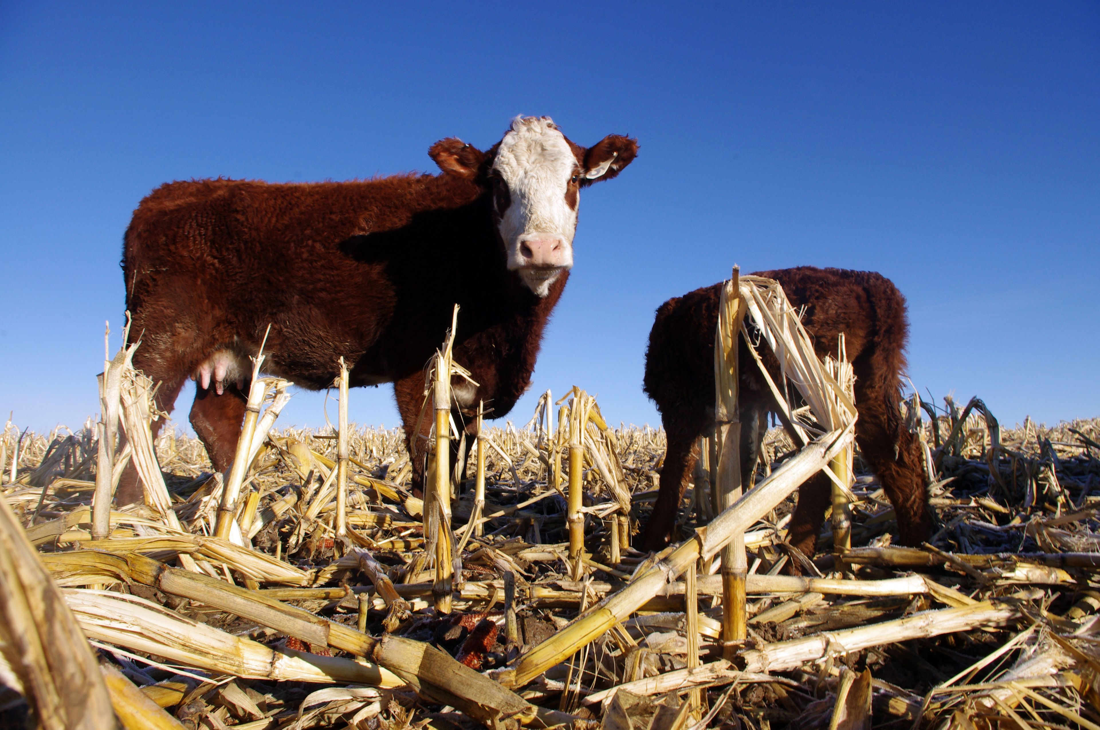 This 2011 file photo shows cattle grazing in a corn field on the farm of Dean Dimond near Jerome, Idaho. Idaho's agriculture exports have been setting records in recent years, and dairy products are leading the way.