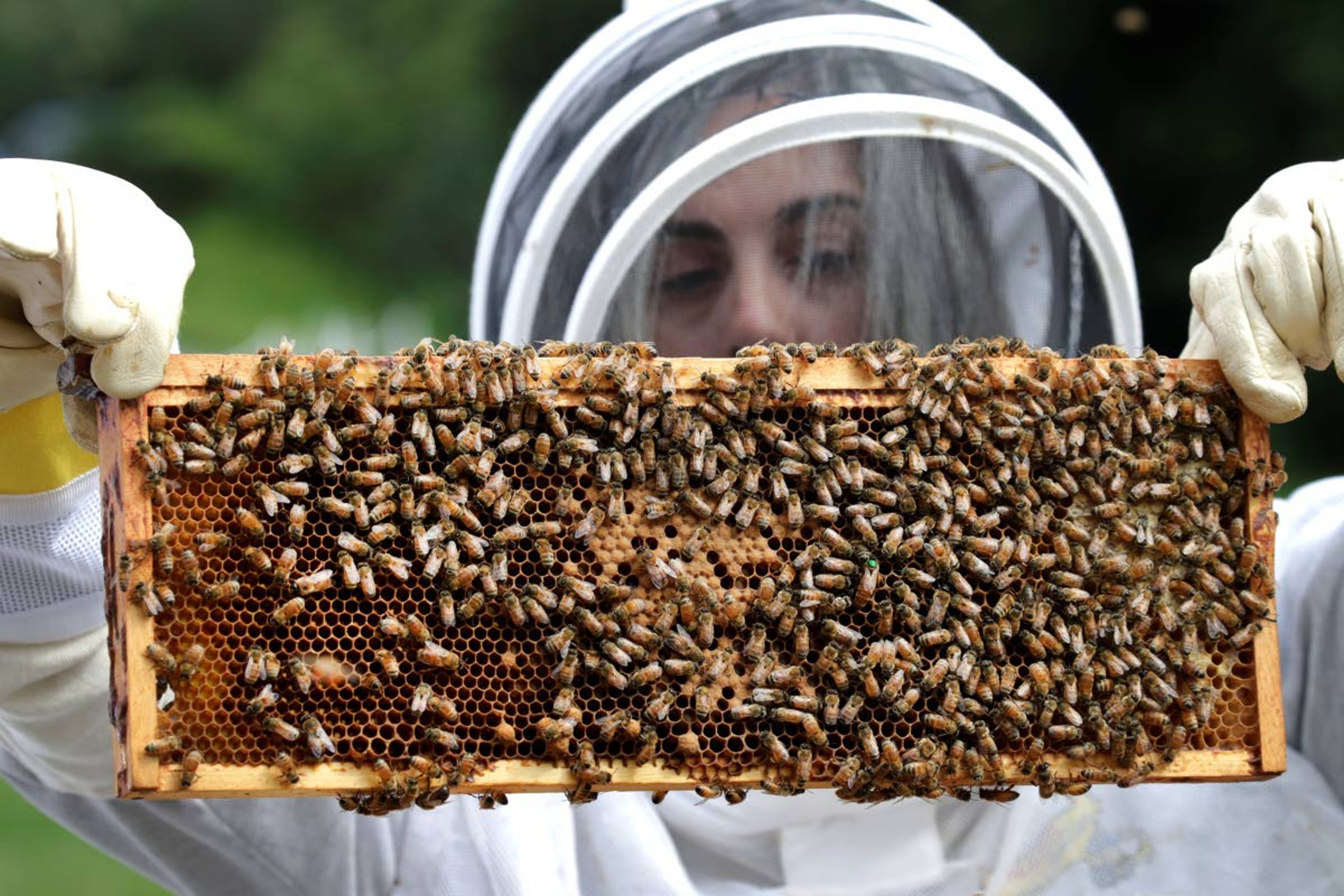 U.S. Army veteran Wendi Zimmermann transfers a frame of bees to a new box, while checking them for disease and food supply this past August at the Veterans Affairs’ beehives in Manchester, N.H.Associated Press