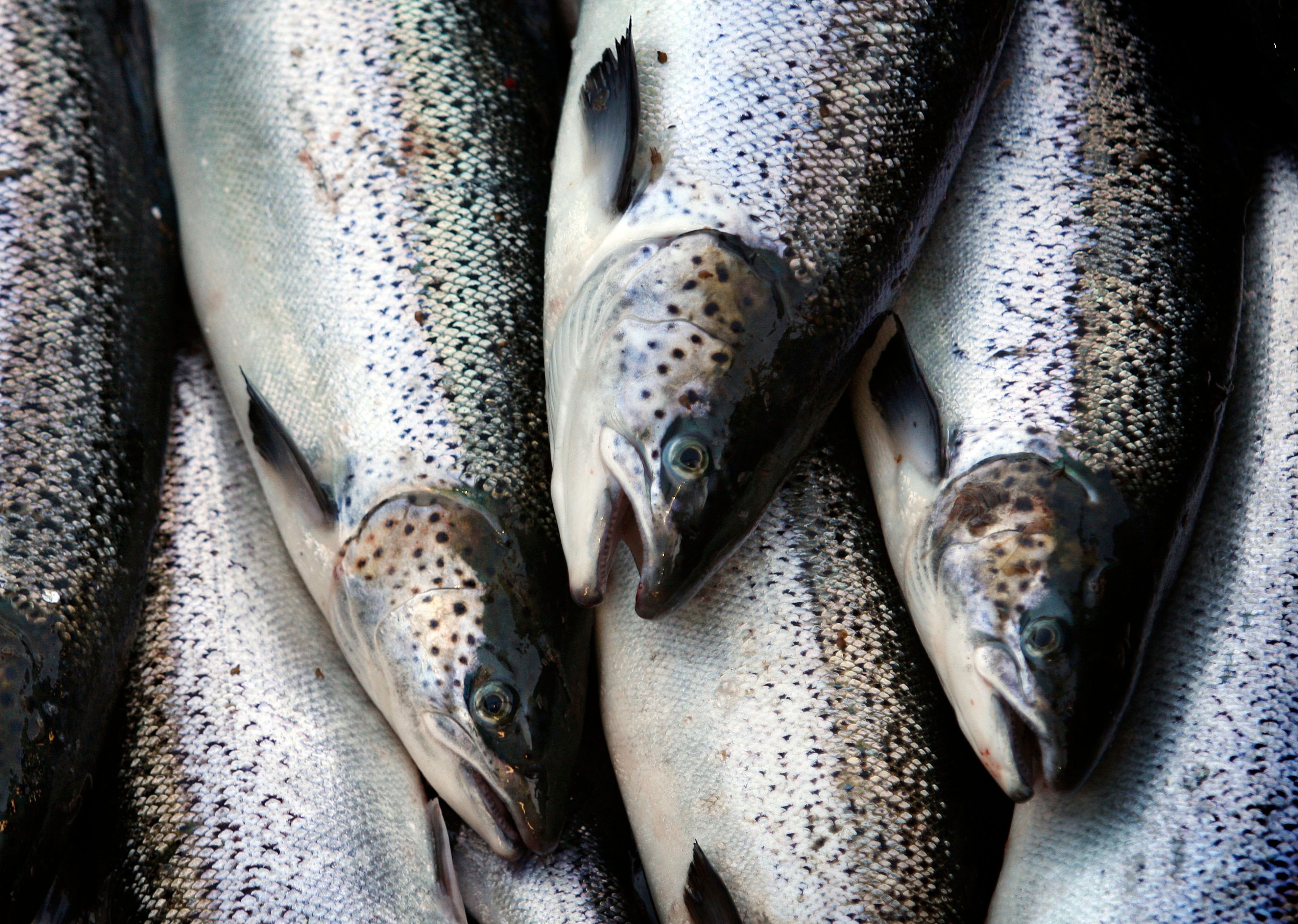 FILE - Farm-raised Atlantic salmon move across a conveyor belt as they are brought aboard a harvesting boat on Oct. 12, 2008, near Eastport, Maine. The global total volume of fish, shrimp, clams and other aquatic animals that is harvested from farming has topped the amount fished in the wild from the world’s waters for the first time ever.