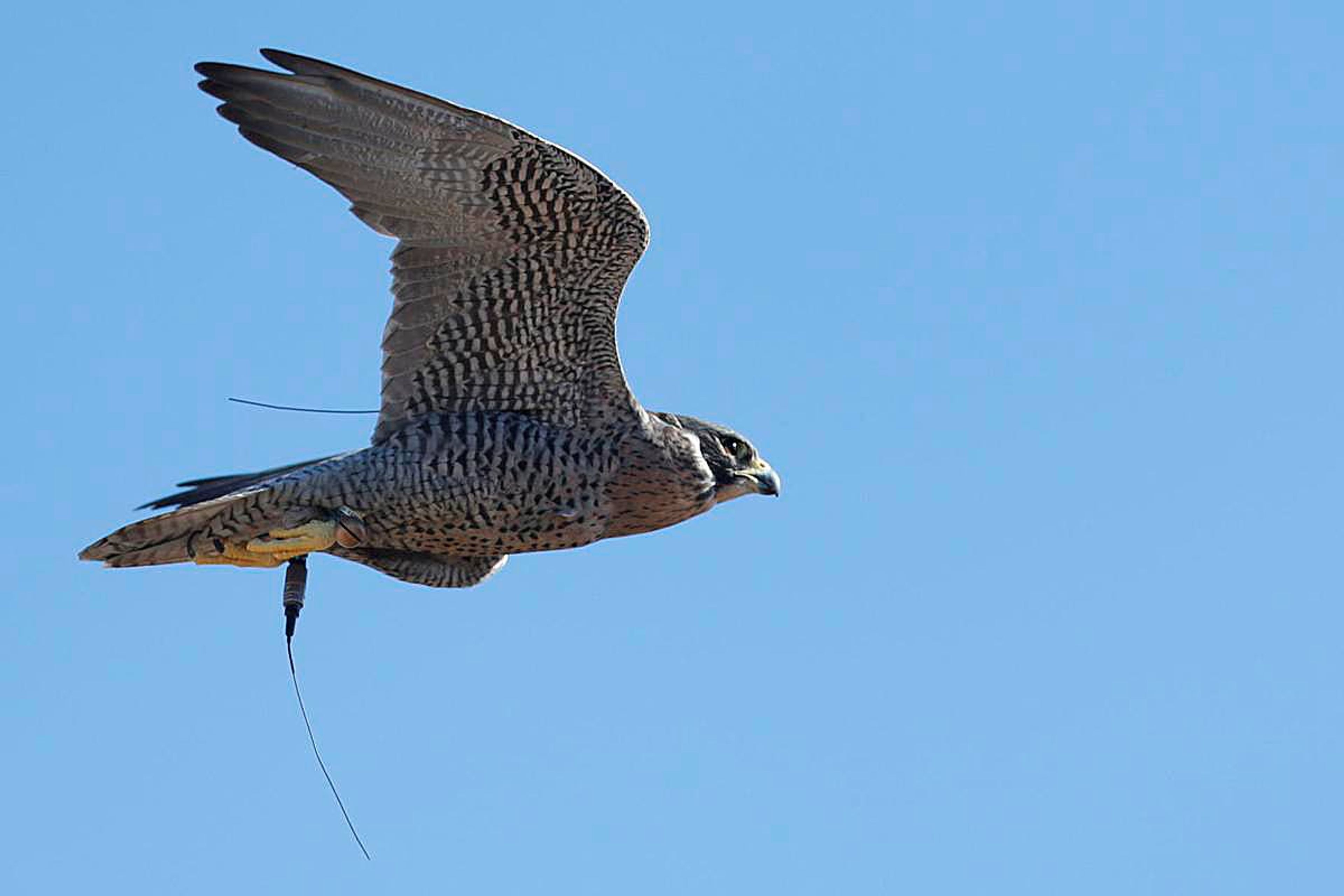 Kenley Christensen's gyr peregrine falcon hybrid flies during the annual Idaho Falconers Association meet-up in Arco on Friday.