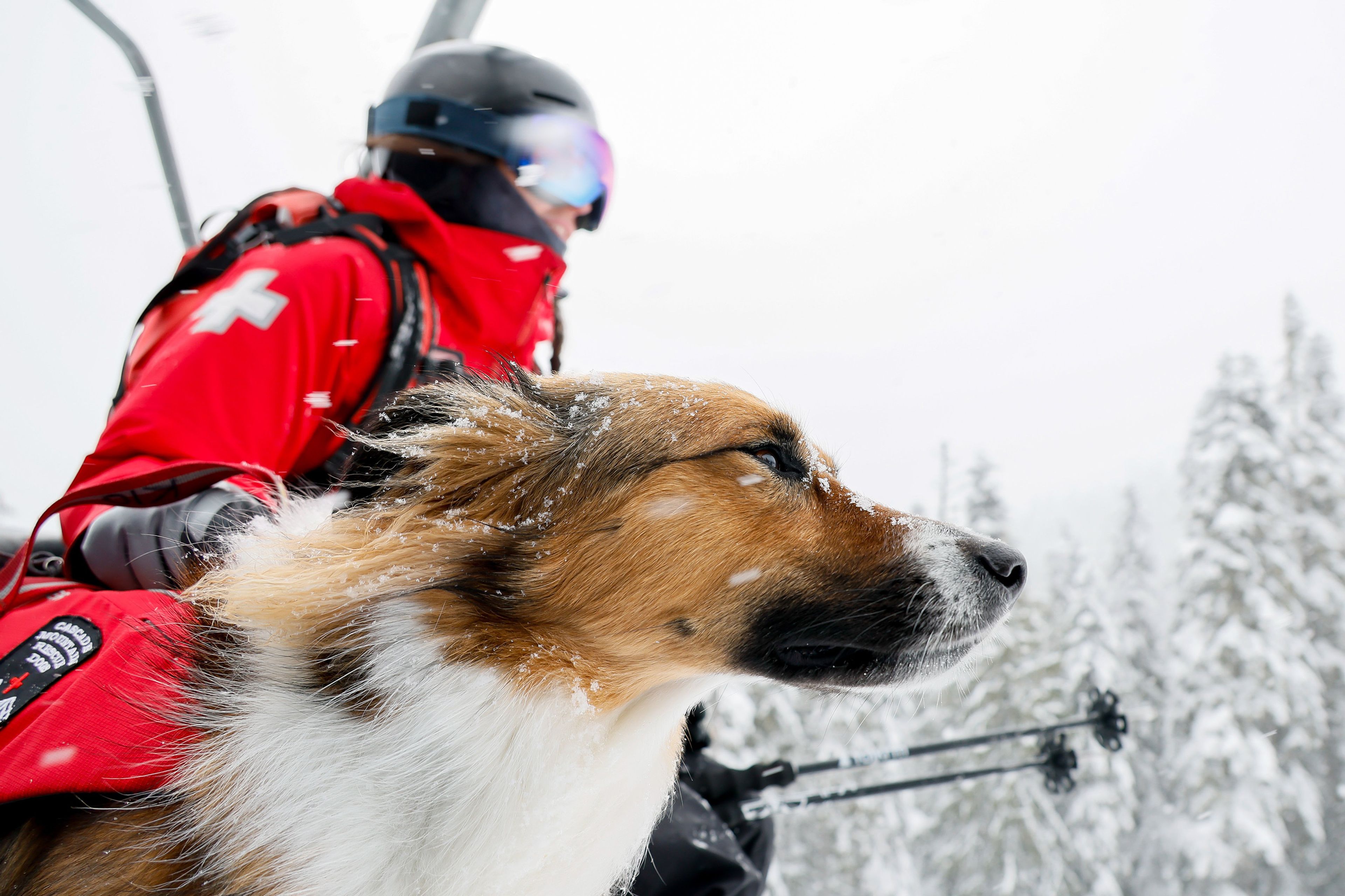 Avy dogs to the rescue