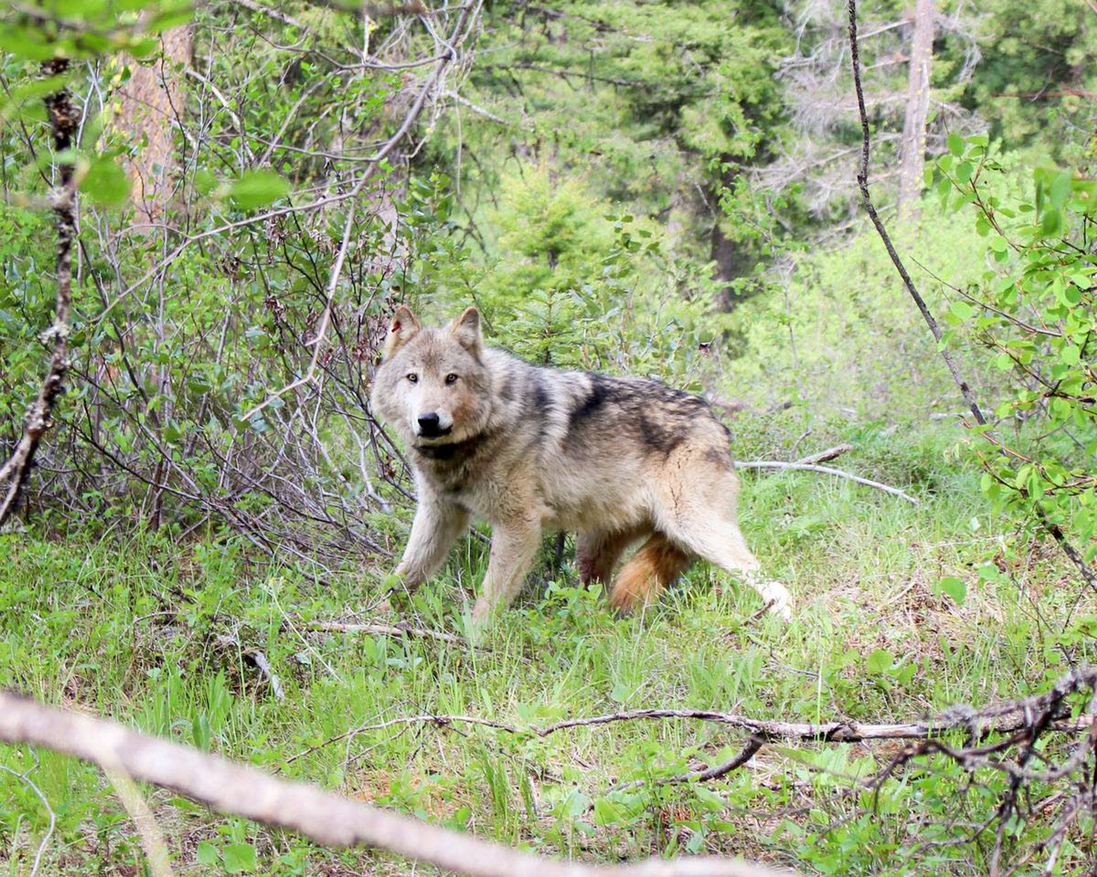 A member of the Teanaway wolf pack in central Washington is pictured here in 2019.