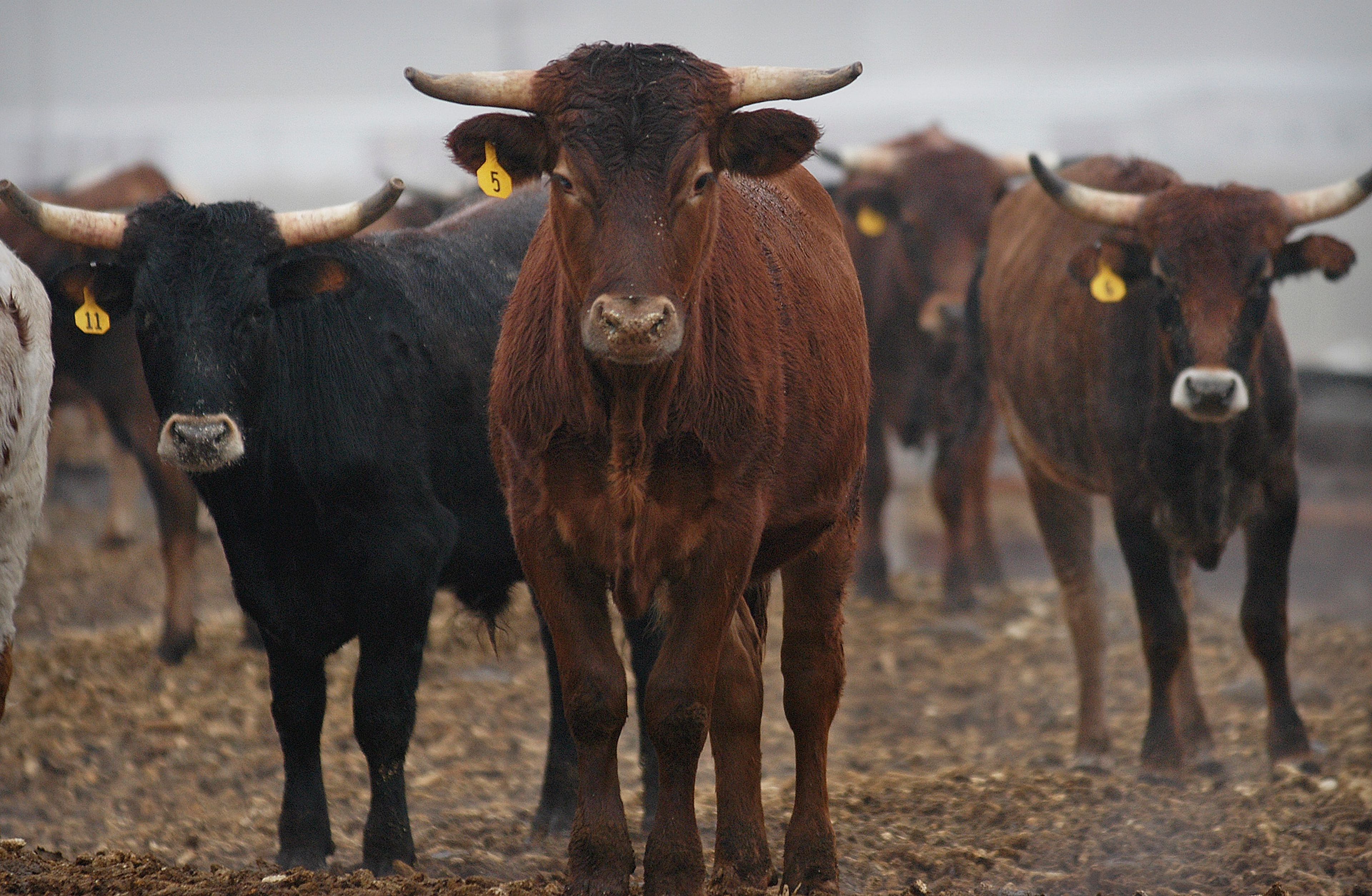 This 2004 file photo shows livestock standing in a feedlot outside Caldwell, Idaho.