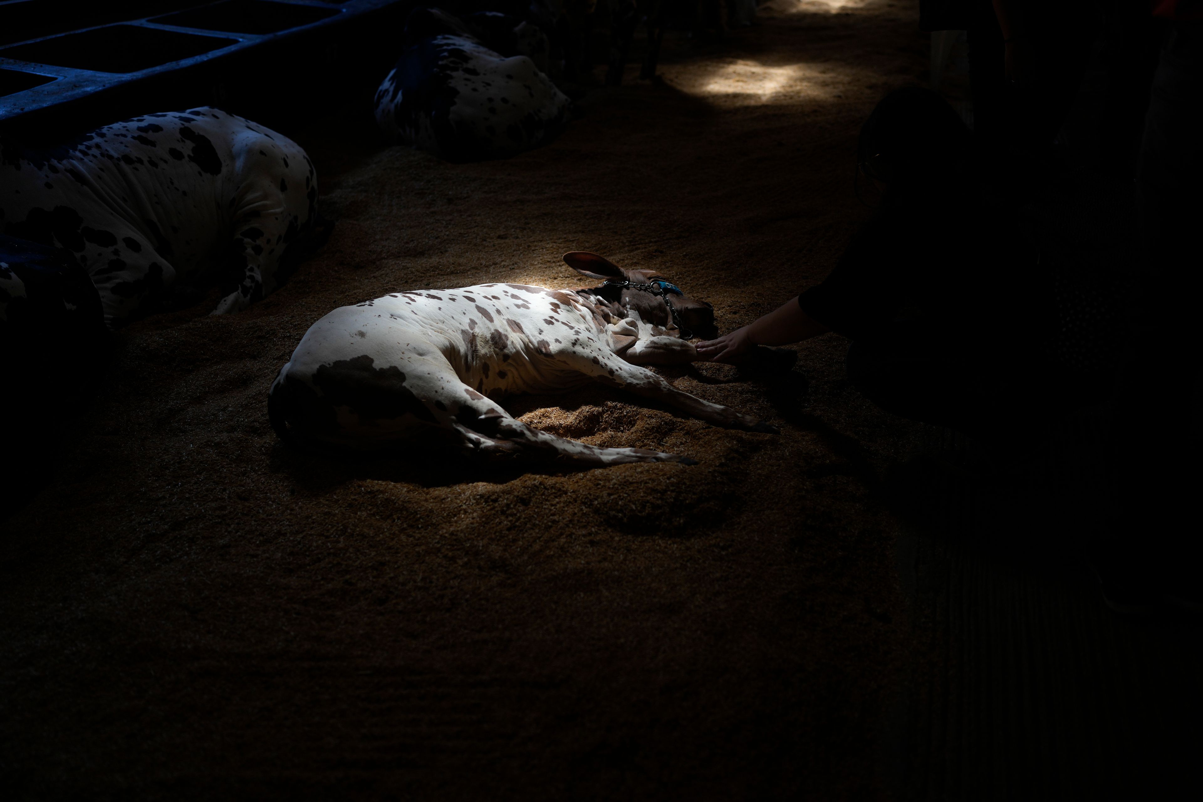 A speckled Zebu cow sleeps inside a stable at the ExpoZebu fair, in Uberaba, Minas gerais state, Saturday, April 27, 2024. In Brazil, 80% of the cows are Zebus, a subspecies originating in India with a distinctive hump and dewlap, or folds of draping neck skin.