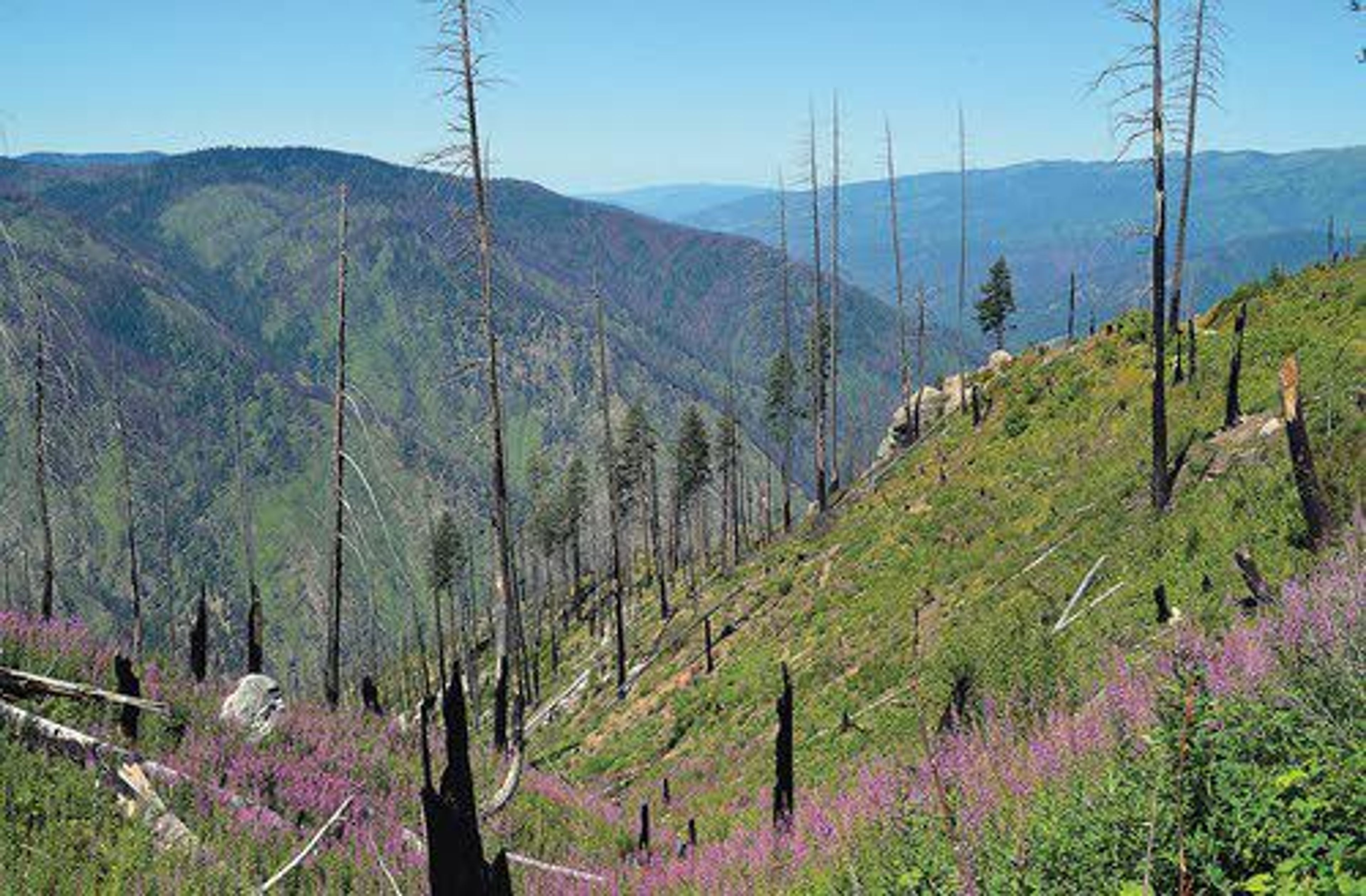 The slopes above Meadow Creek were hit hard by the Wash Fire last summer but have come back with new green growth this year. Forest Service officials are wrapping up emergency fire recovery work on places like Indian Hill Road and Falls Point Road.