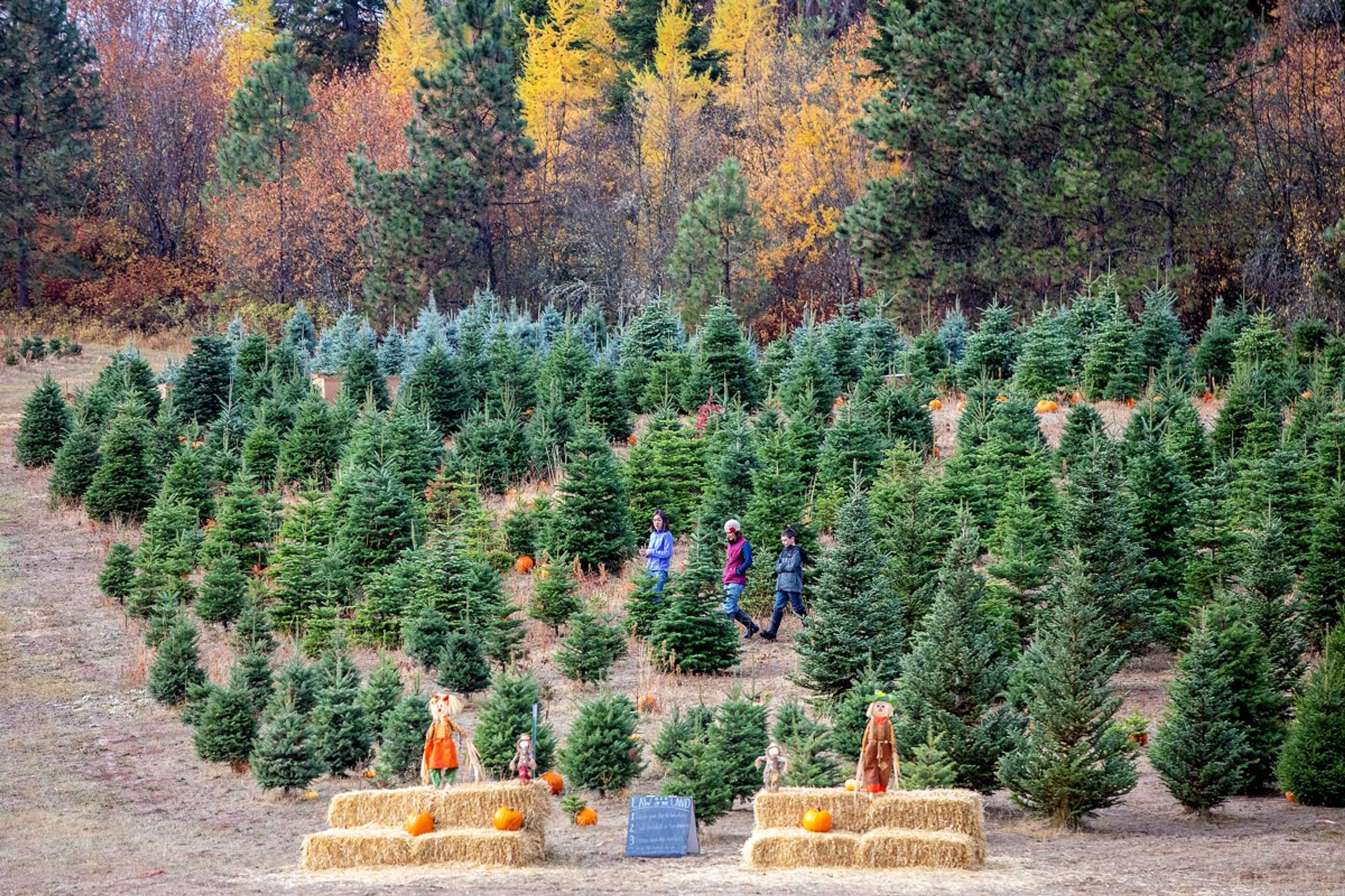 People walk through the tree farm where pumpkins are spread out at the 6th annual Spring Valley Tree Farm Pumpkin Hunt outside Troy on Saturday.