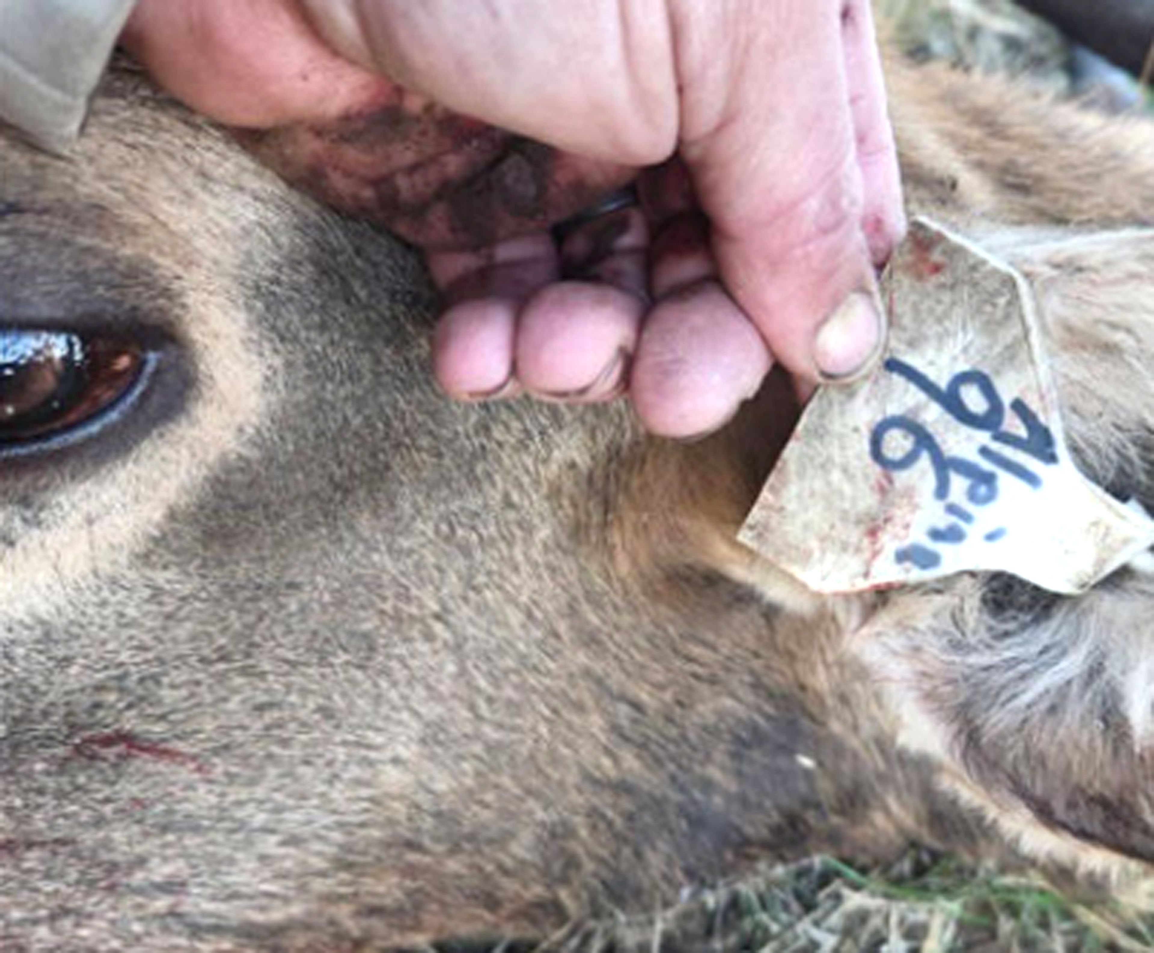 Idaho’s domestic elk farms drawing criticism