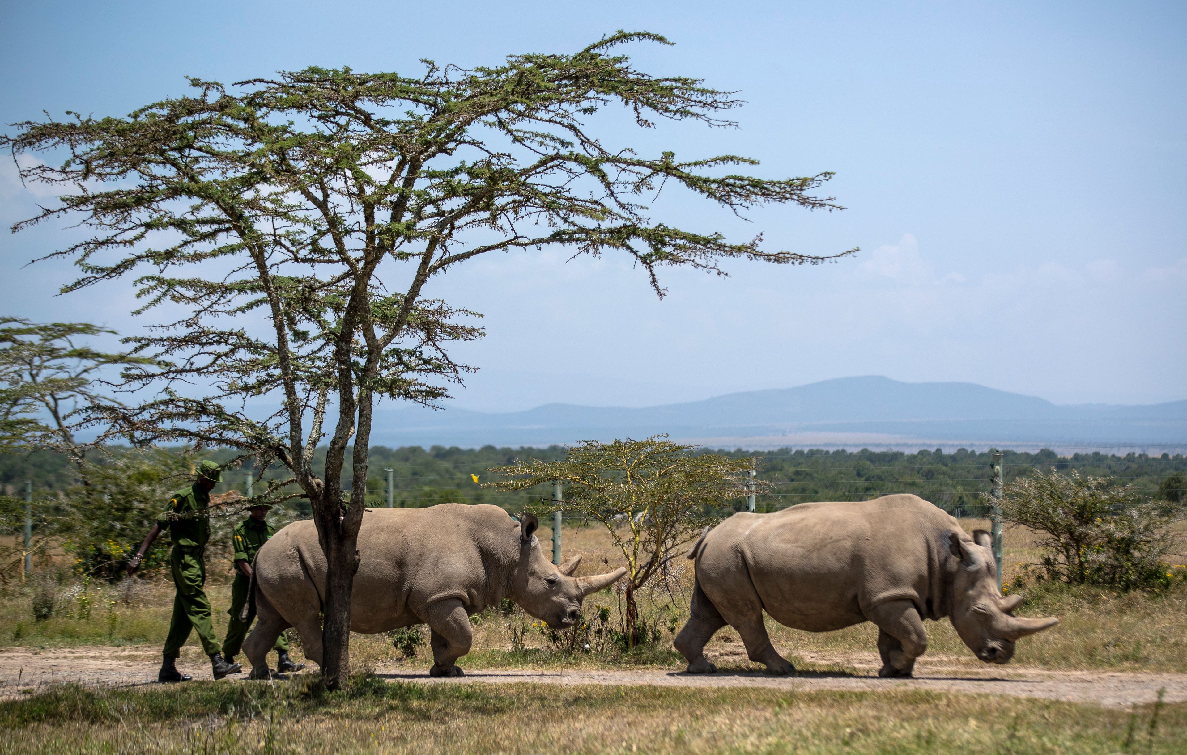 CAPTION CORRECTS INFO FILE - Female northern white rhinos Fatu, 19, left, and Najin, 30, right, the last two northern white rhinos on the planet, graze in their enclosure at Ol Pejeta Conservancy in Kenya on Aug. 23, 2019. Both are incapable of natural reproduction. The last male white rhino, Sudan, was 45 when he was euthanized in 2018 due to age-related complications. In testing with another subspecies, researchers created a southern white rhino embryo in a lab from an egg and sperm that had been previously collected from other rhinos and transferred it into a southern white rhino surrogate mother at the Ol-Pejeta Conservancy in Kenya. The team only learned of the pregnancy after the surrogate mother died of a bacterial infection in November 2023. (AP Photo/Ben Curtis, File)