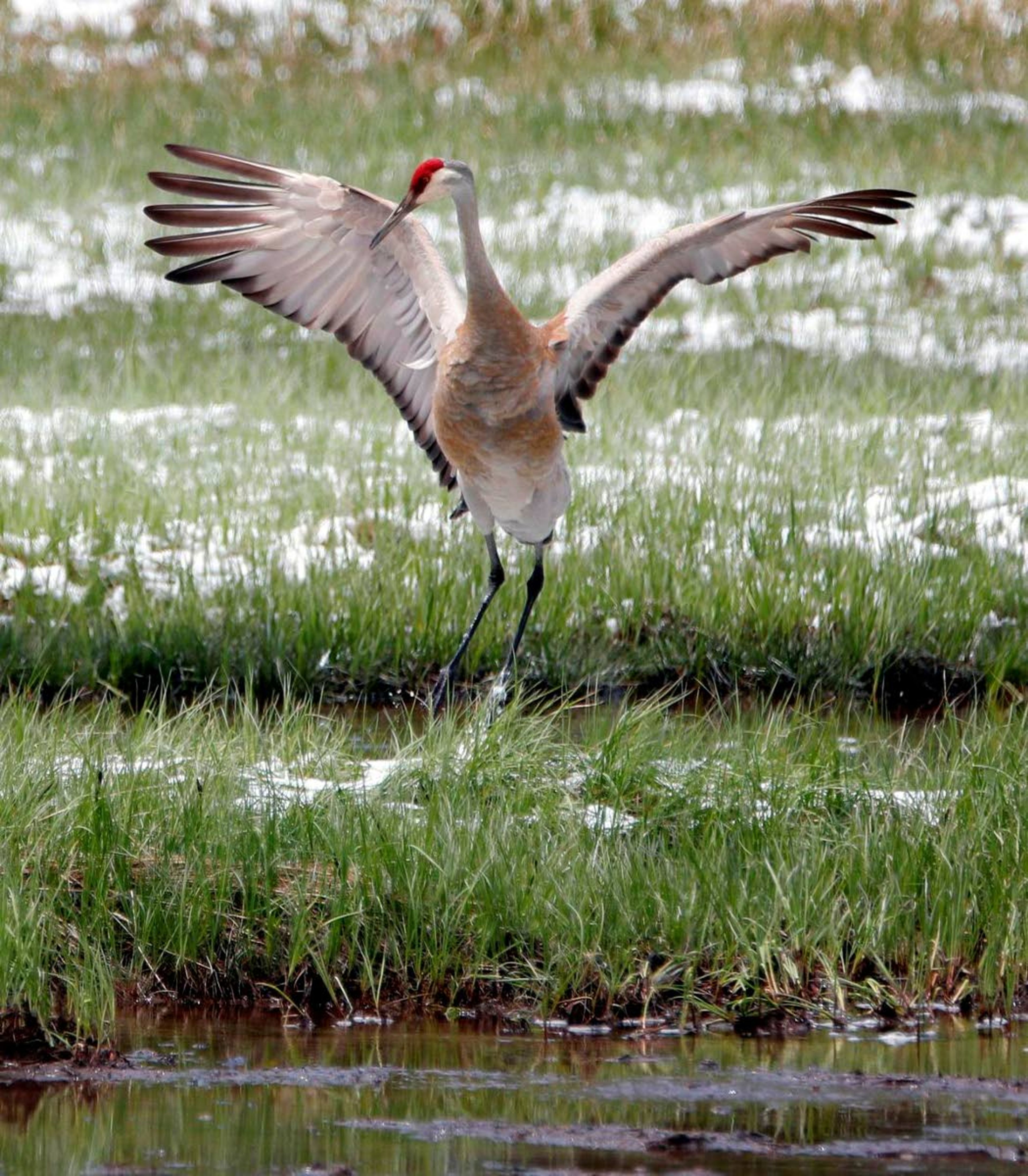 Crane wins in bird vs. bruin bout