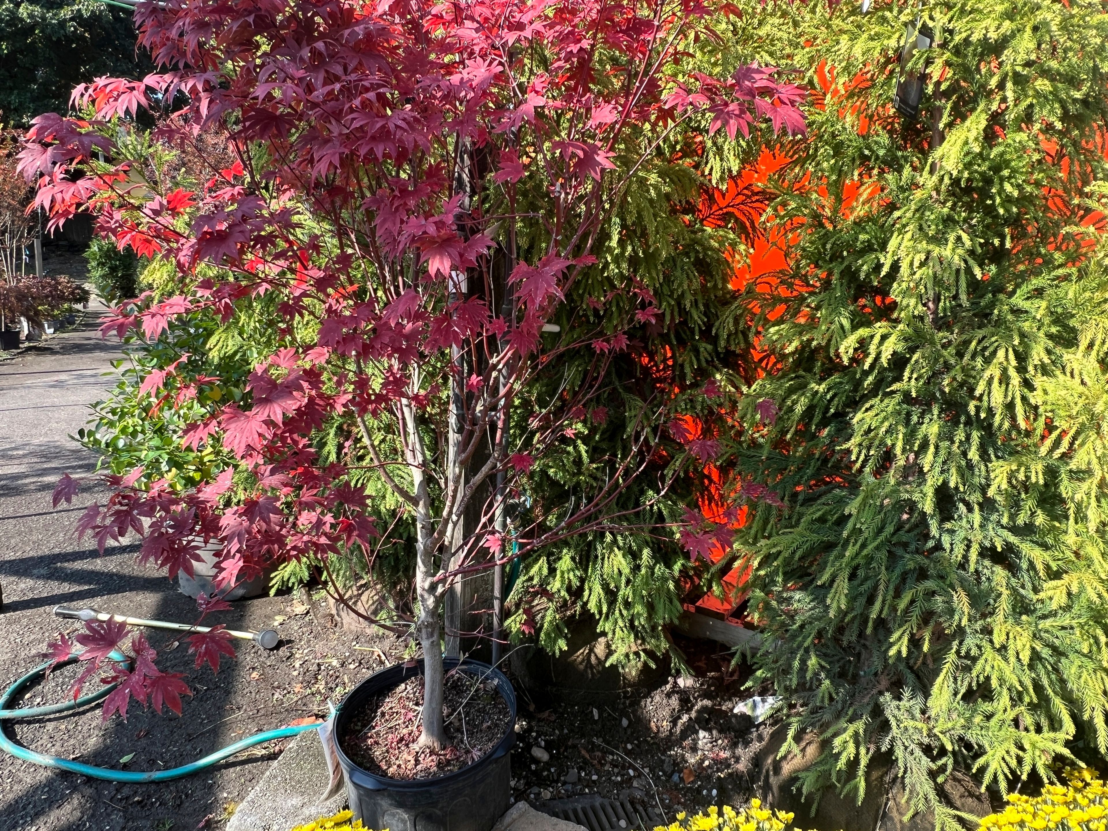 This Oct. 13, 2024 image provided by Jessica Damiano shows a container-grown Japanese maple tree on display at Giordano's Garden & Gifts in Sea Cliff, N.Y. (Jessica Damiano via AP)