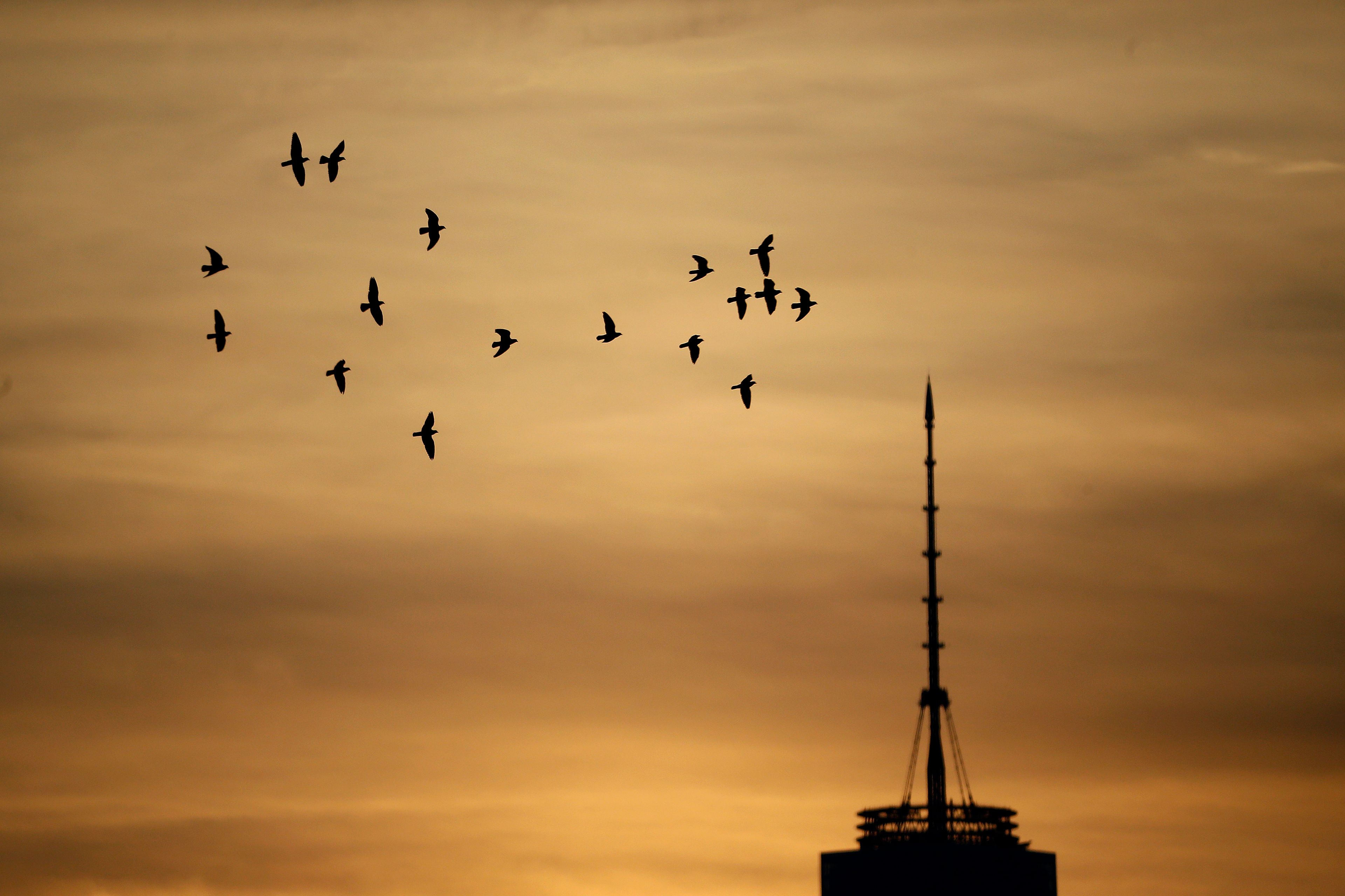 FILE - Birds fly in a colorful sunrise sky near the One World Trade Center tower seen from The Heights neighborhood of Jersey City, N.J., Friday, Dec. 11, 2015. A new study finds that more than 1 billion birds are killed annually in the U.S. in collisions with windows. (AP Photo/Julio Cortez, File)