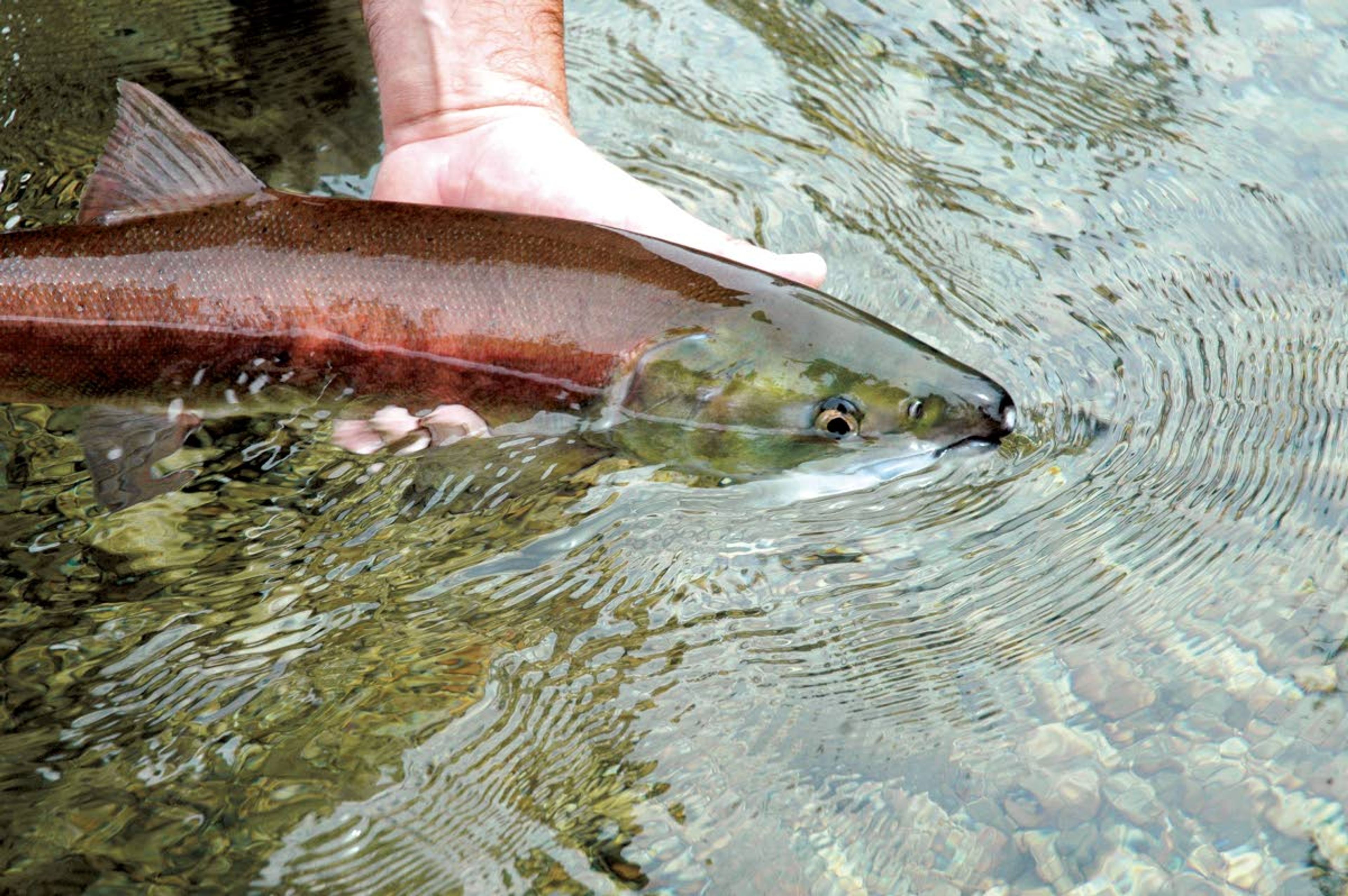 An adult Snake River sockeye is released in Redfish Lake in 2010. Global warming is taking a serious toll on an already-hurting species according to a new study.