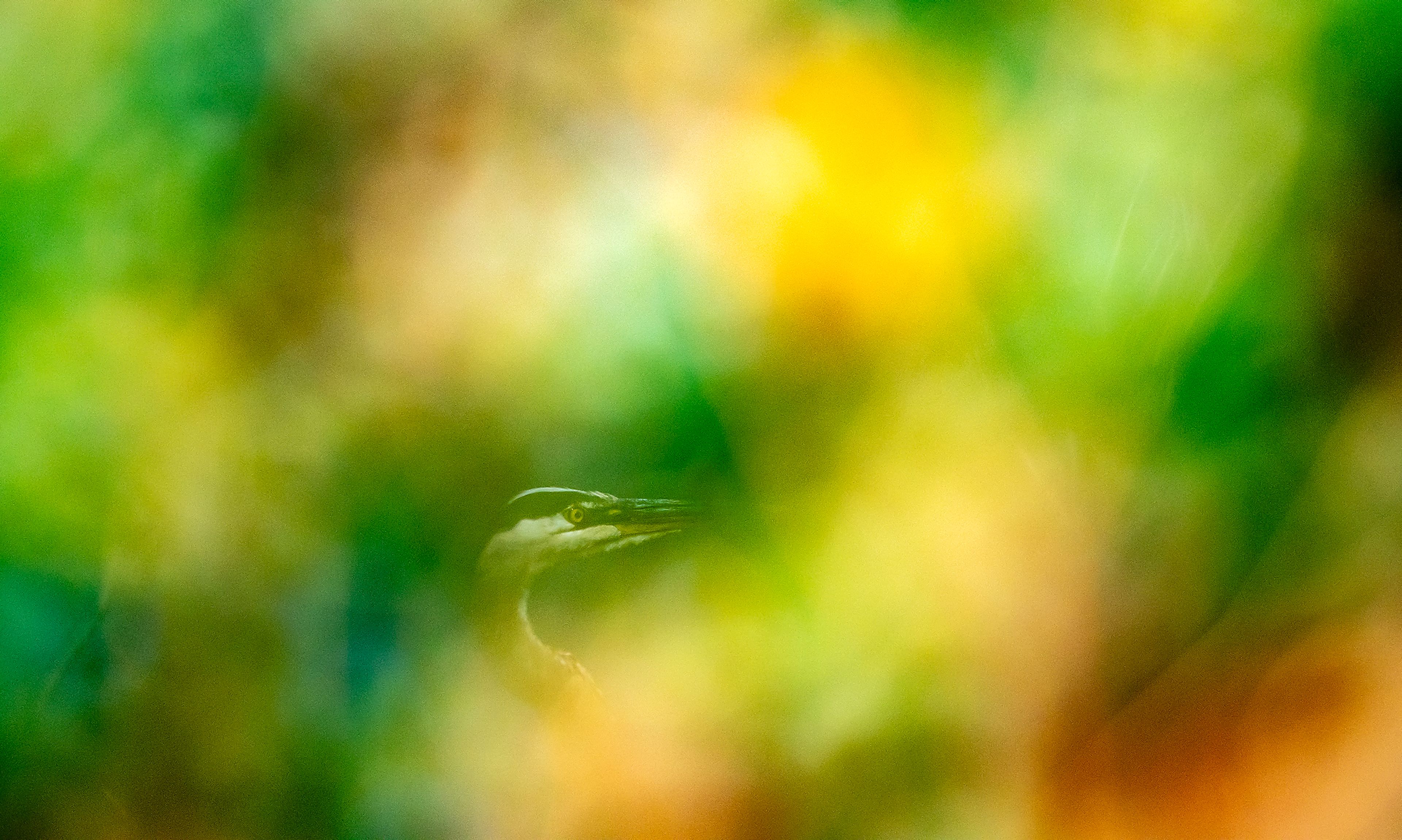 BIG PICTURE: Can you find the hidden heron?