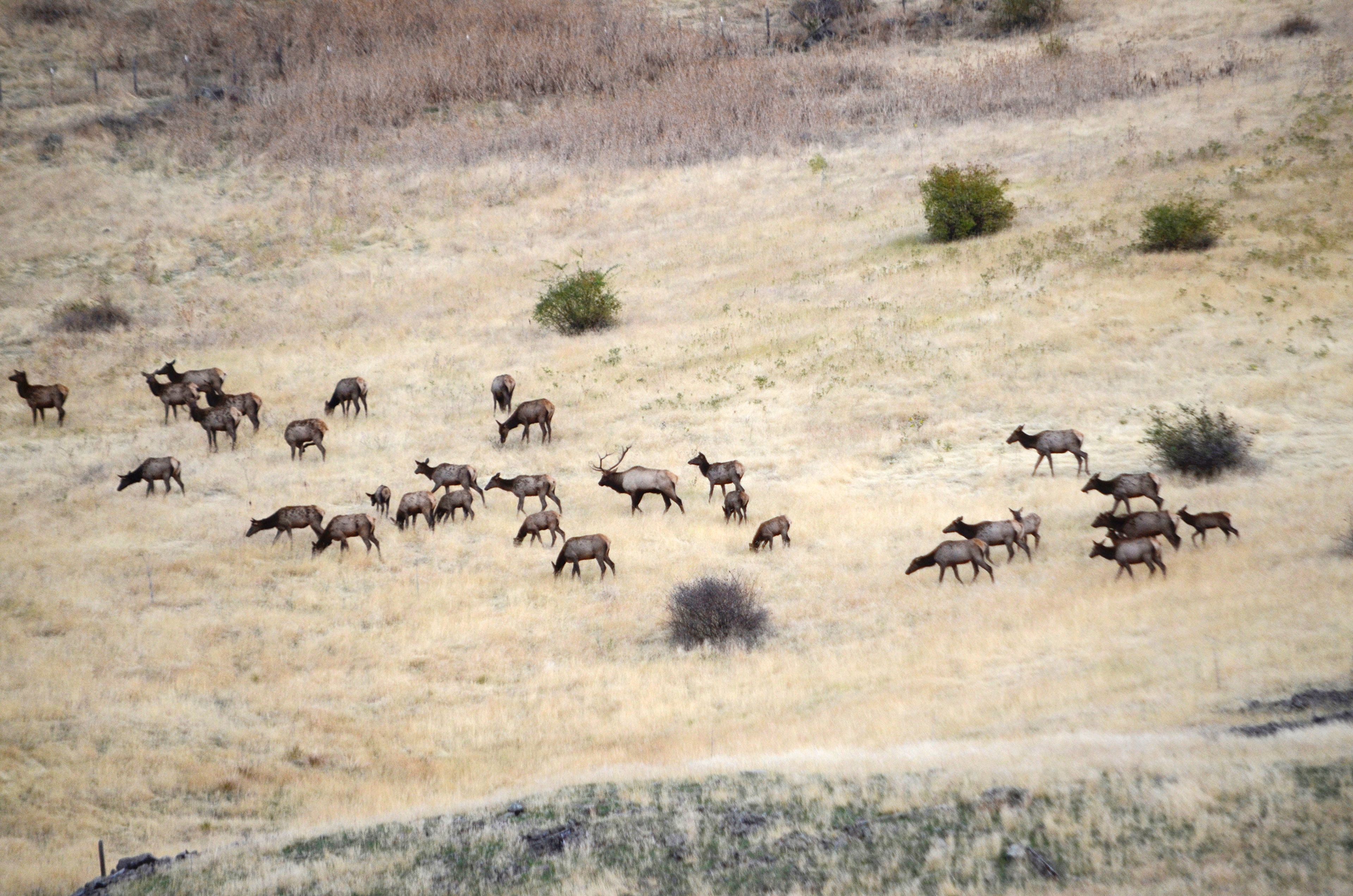 Blue Mountain deer, elk still limited by poor weather and predators