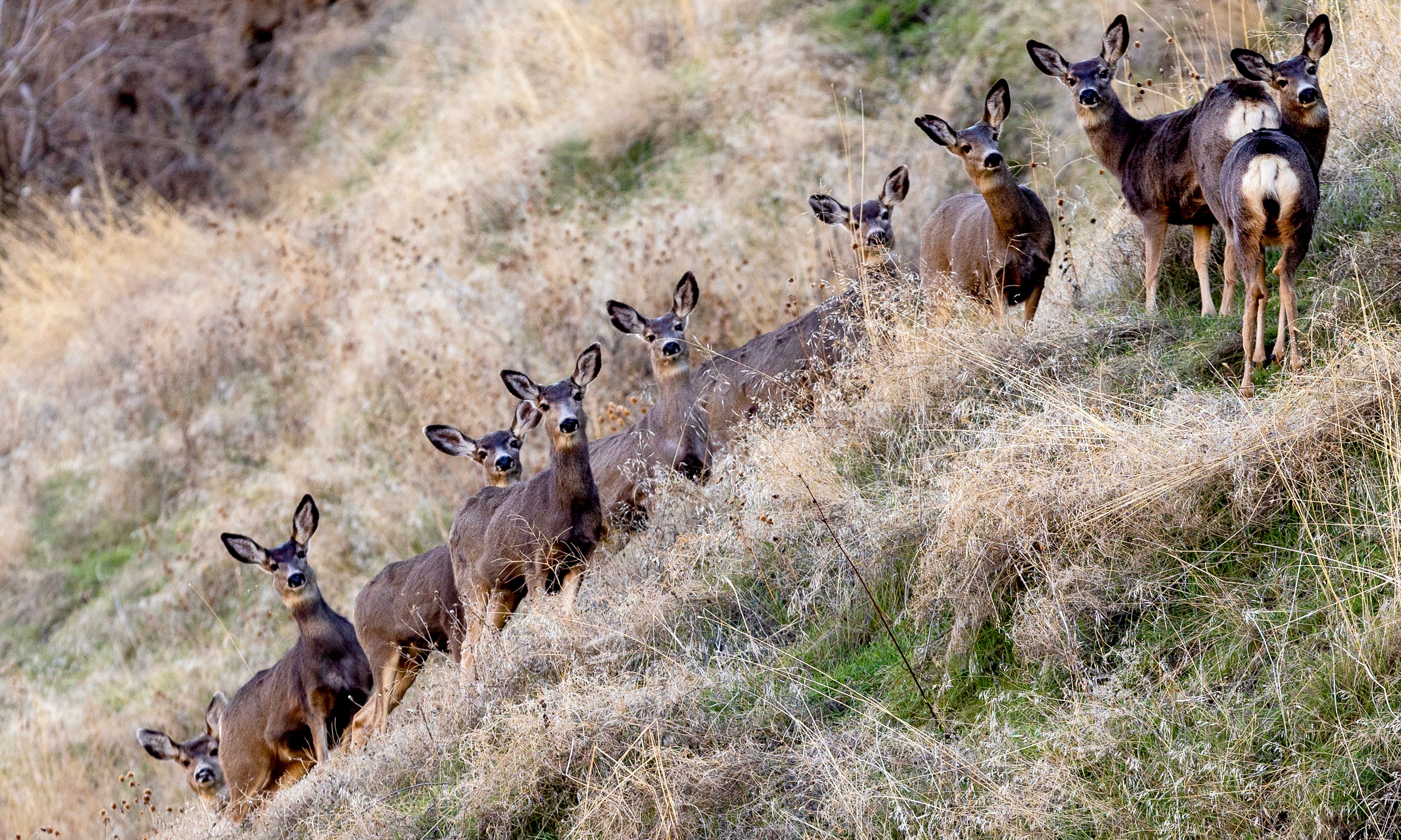 Deer stay aware of everything around them as they stand atop a hillside off of Snake River Road Friday south of Asotin.,