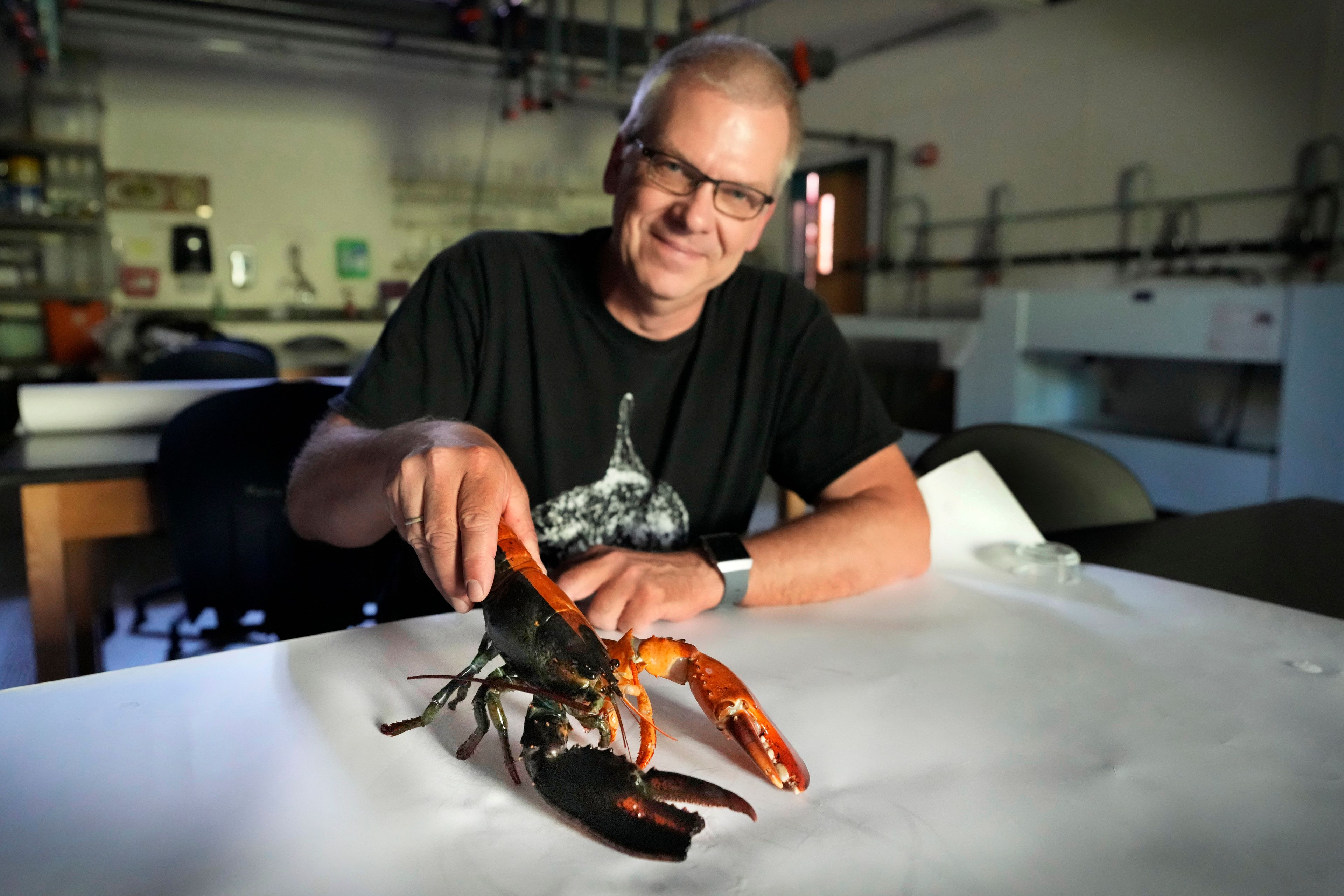 Marine sciences professor Markus Frederich holds Tamarind, a two-toned lobster he is studying at the University of New England, Thursday, Sept. 5, 2024, in Biddeford, Maine.