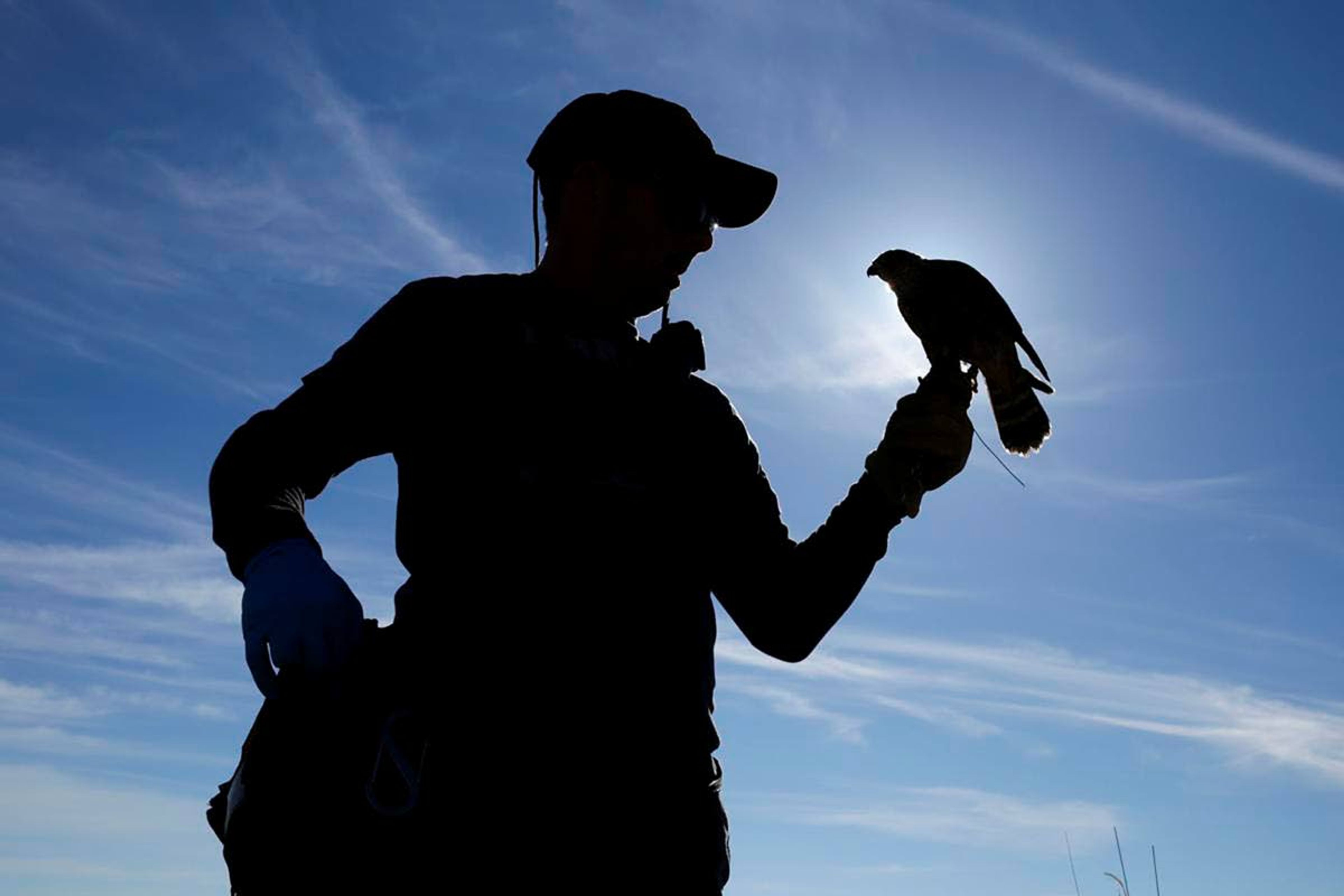 Joe Wilcken prepares to let his Merlin fly during the annual Idaho Falconers Association meet-up in Arco on Friday. Wilcken, who has been flying birds for five years, says it's just a good way to get outside.