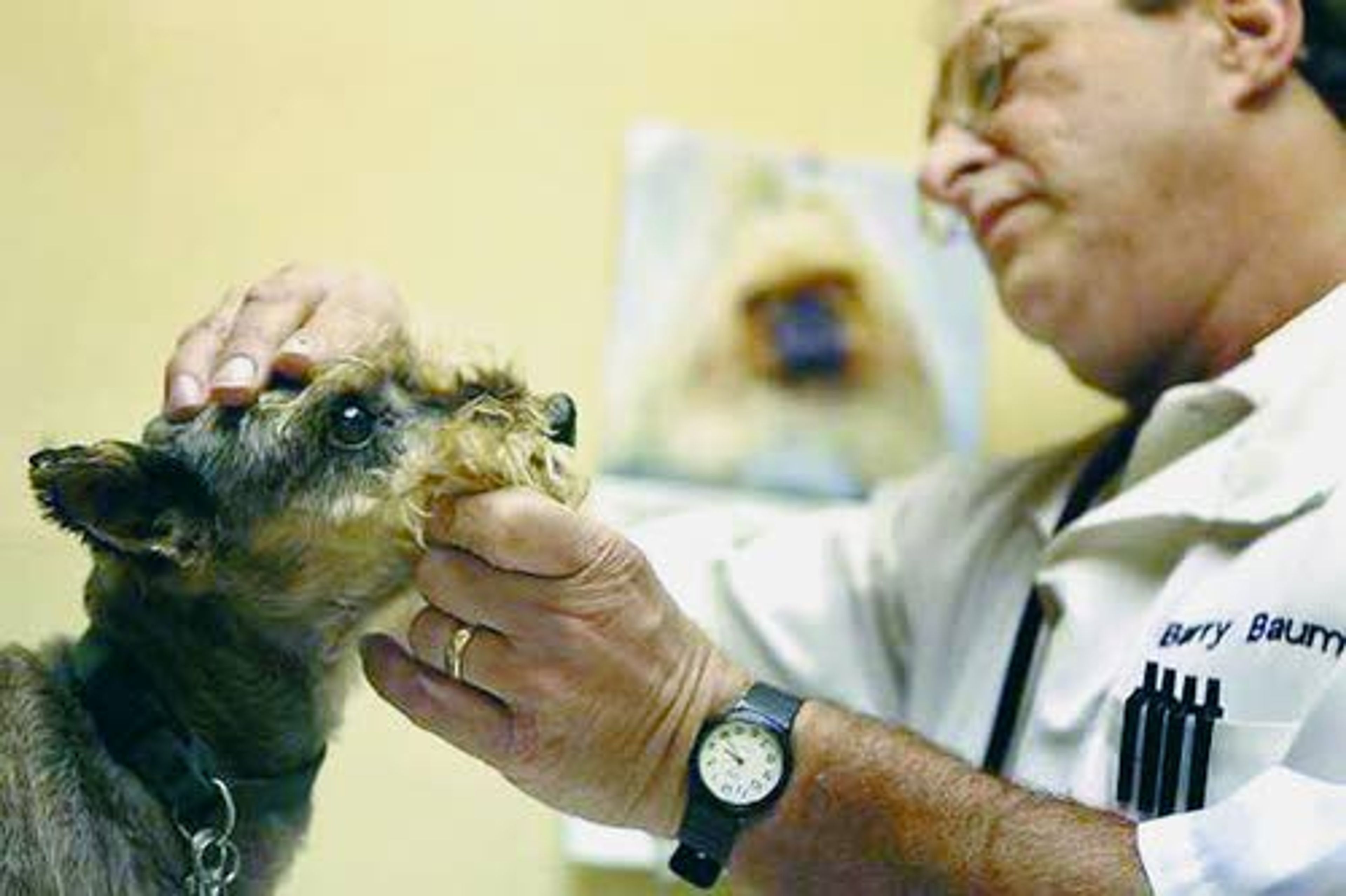 Los Angeles pet hospital caters to highend clients