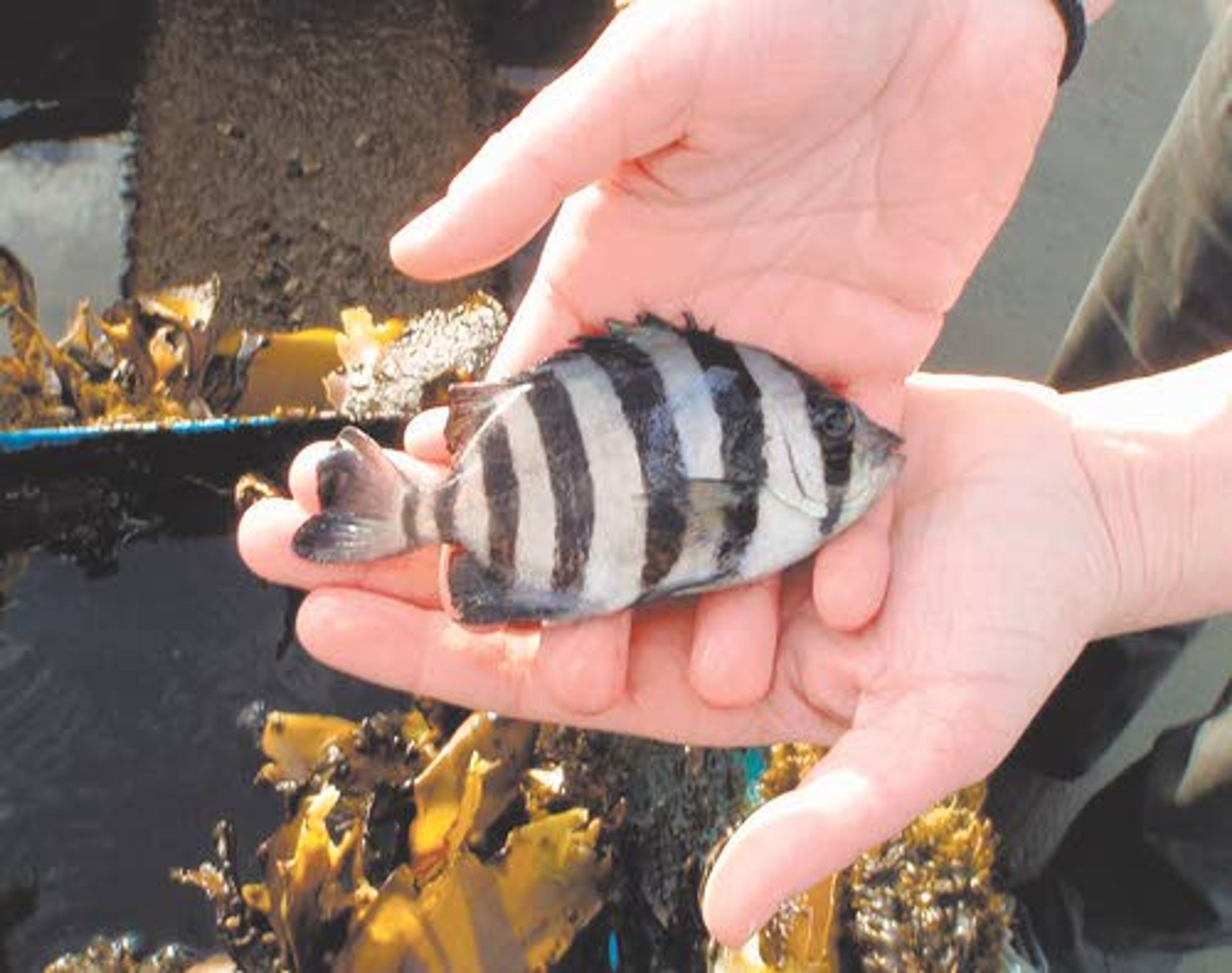 'Tsunami fish' caught a good boat ride to Washington