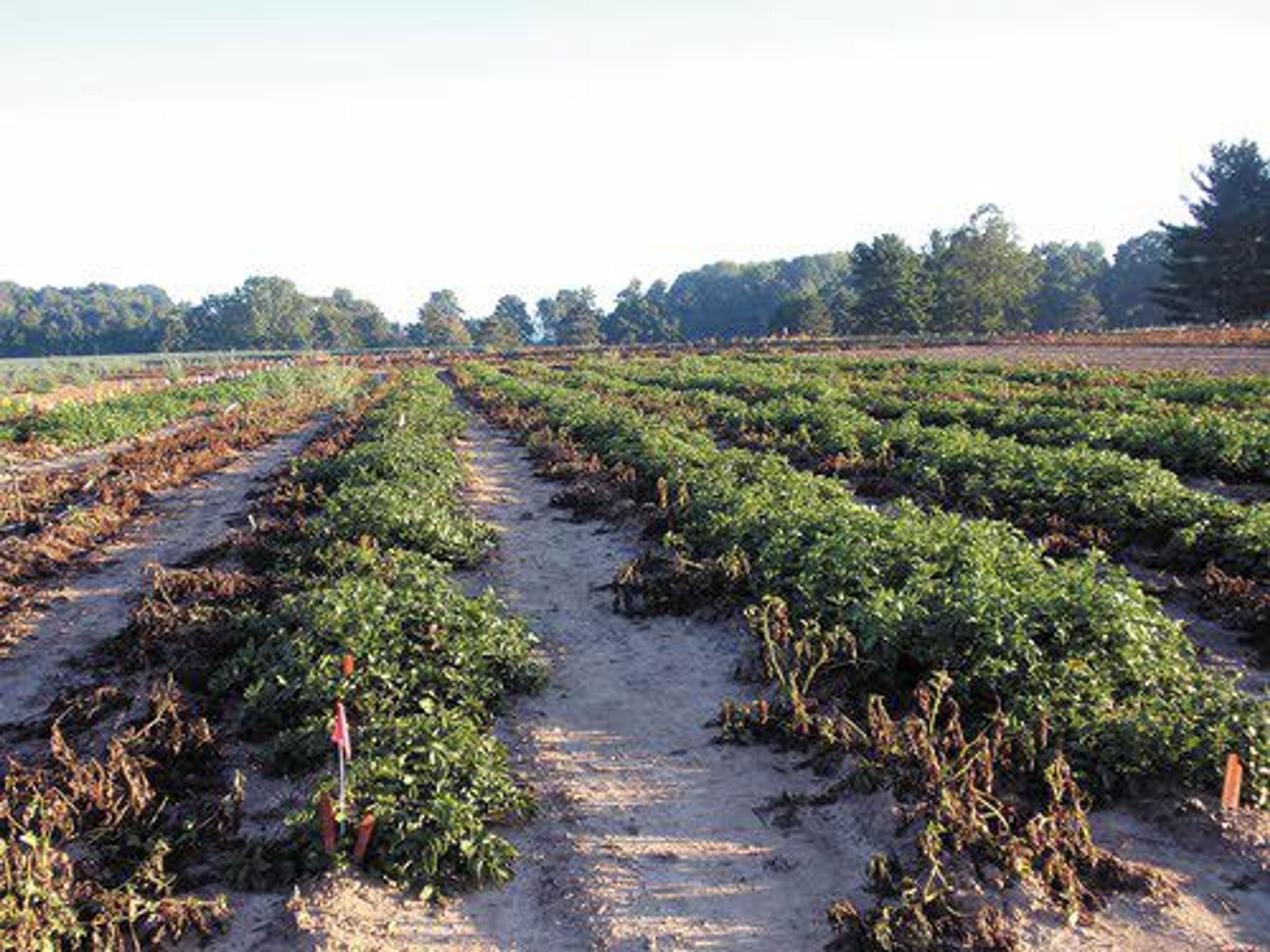 This 2013 photo taken at Michigan State University in East Lansing, Mich., and supplied by J.R. Simplot Company shows wilted conventional potato plants without resistance to the pathogen that caused the Irish potato famine on the left, next to surviving rows of J.R. Simplot Co.’s genetically engineered potato plants that resist the disease.