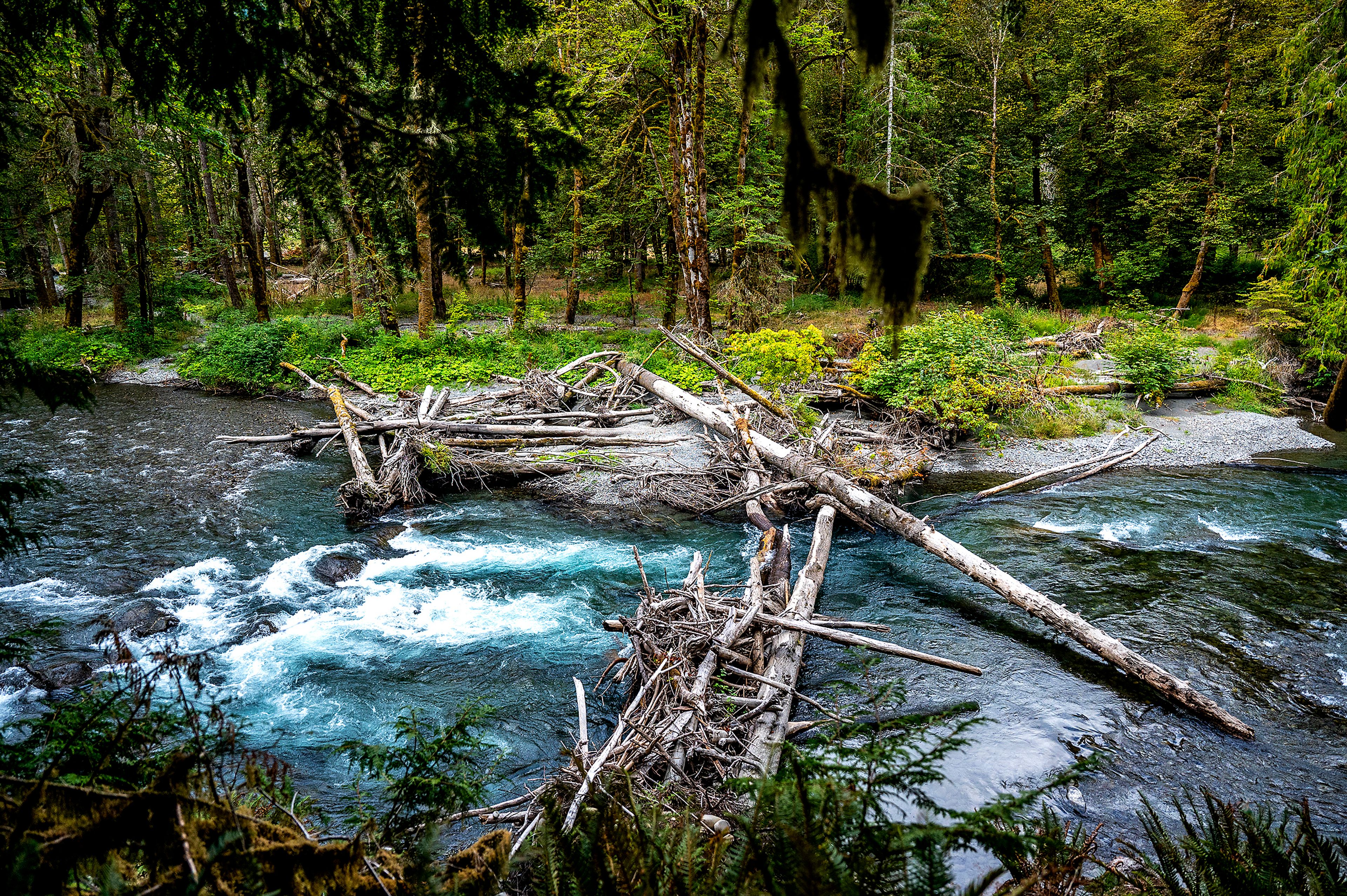 The Elwha River between the former Glines Canyon and Elwha dams includes deep green and blue pools, riffles, rapids and log jams.