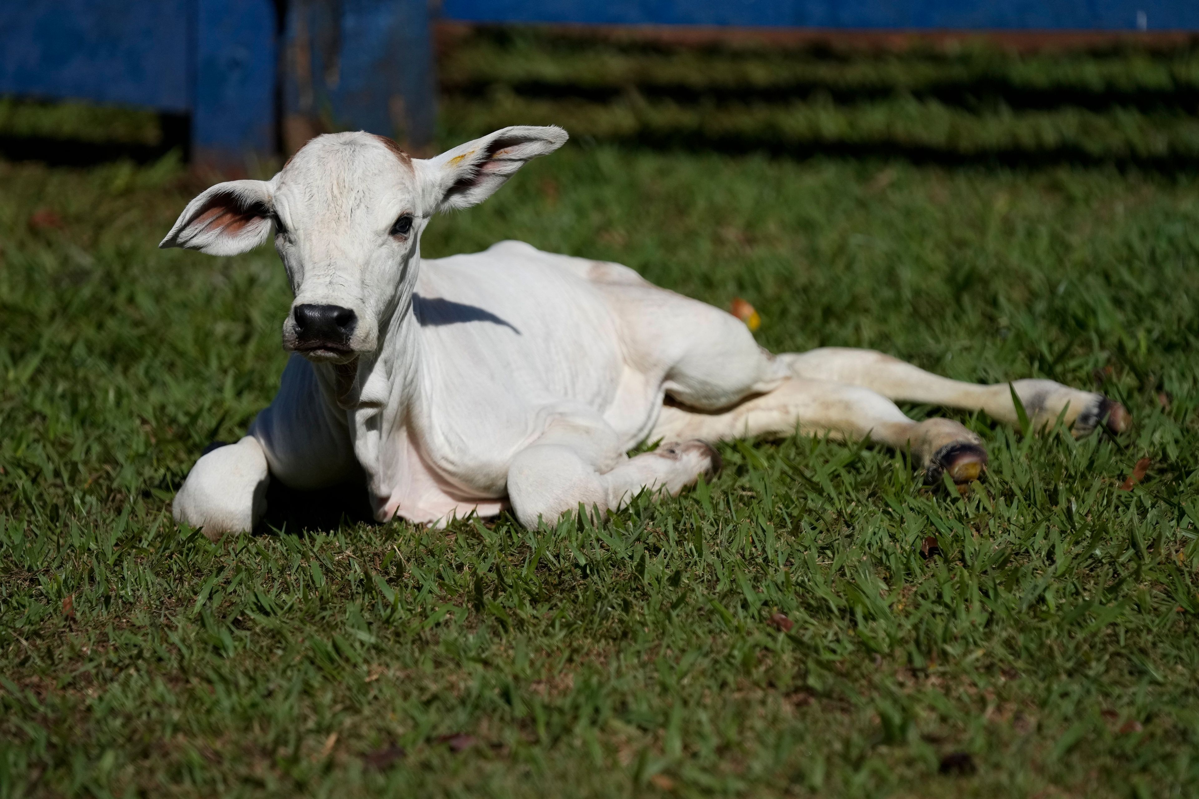 A cloned calf lays on the grass at Geneal Animal Genetics and Biotechnology in Uberaba, Minas Gerais state, Monday, April 29, 2024. Perhaps one-third of fetal clones survive; the pregnancies can fail or a clone can be born with deformities that require euthanasia, said Paulo Cerantola, Geneal Animal Genetics and Biotechnology’s commercial director.