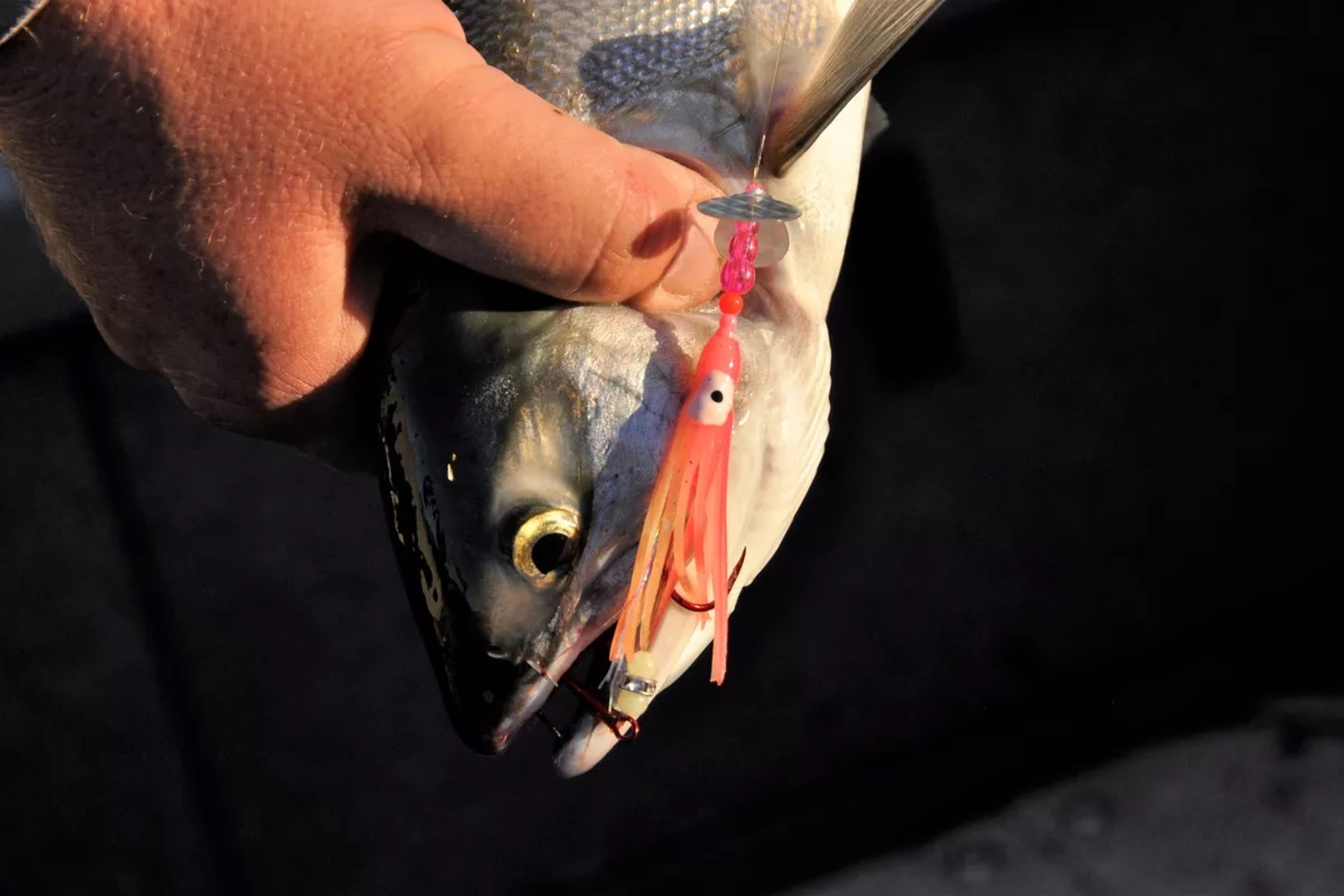 This sockeye was caught in the Columbia River near Brewster with a Sockanator, a lure that features a UV enhanced holographic hoochie topped with a Shaker Wing that wobbles as it spins.