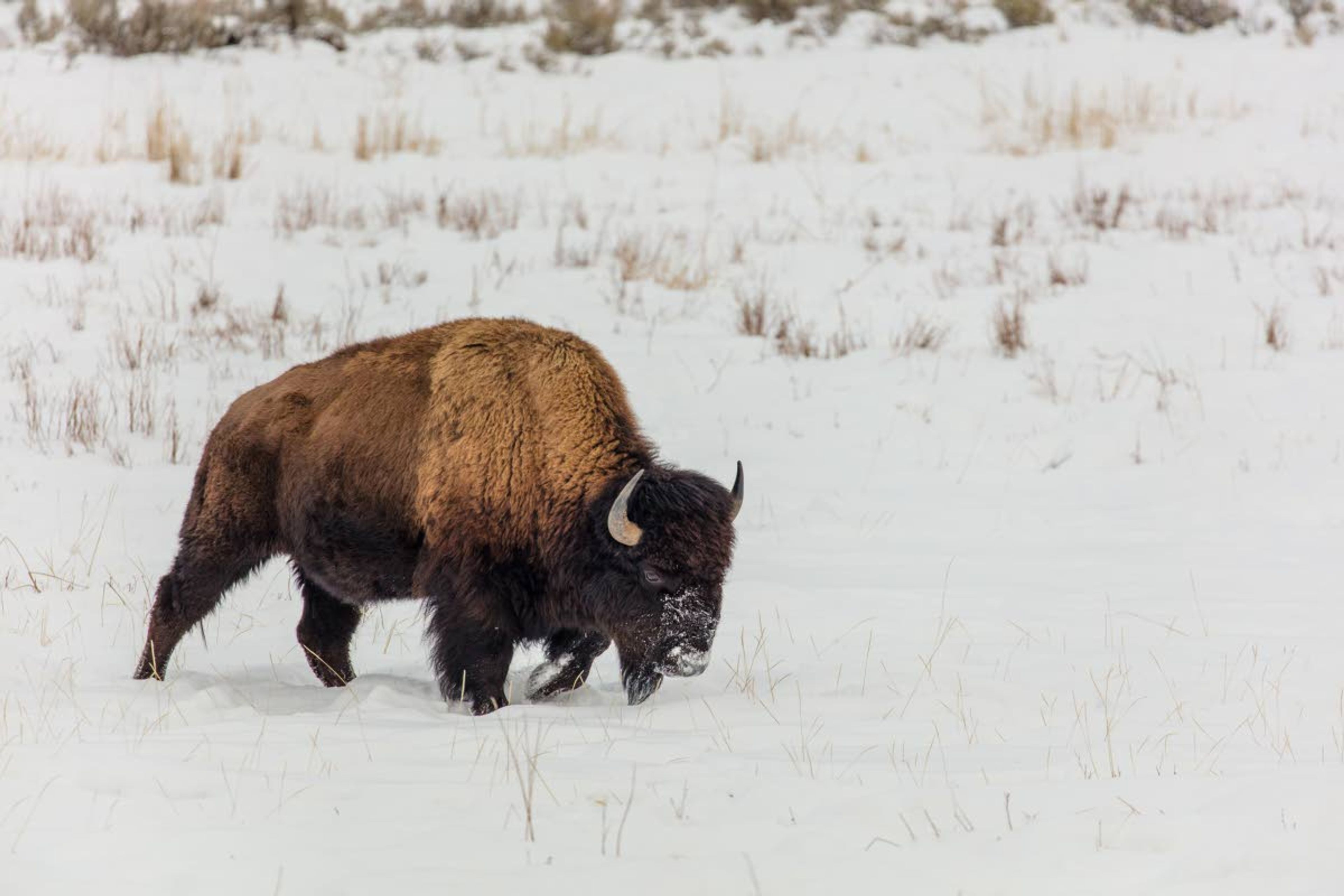 A bison bull plods through shallow snow near Tower Junction in Yellowstone National Park.