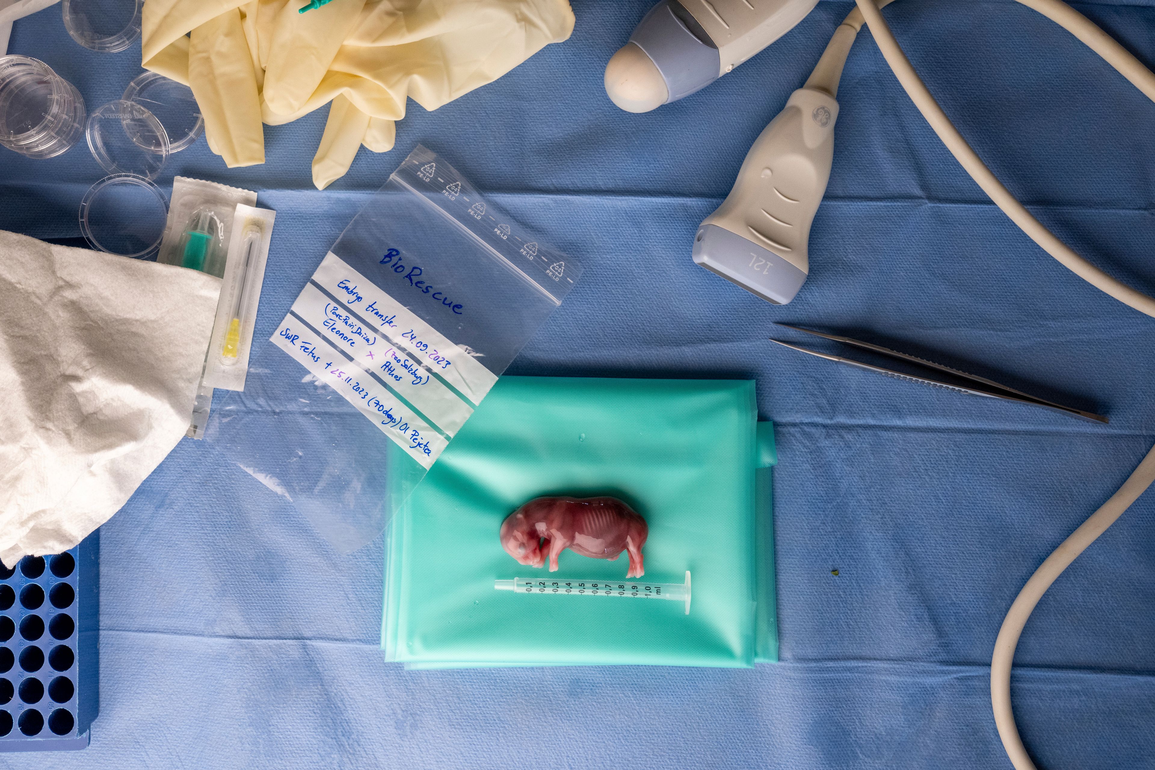 This photograph released by the Leibniz Institute for Zoo and Wildlife Research shows a white rhinoceros embryo that was created in a lab from an egg and sperm that had been previously collected from other rhinos and later transferred into a southern white rhino surrogate mother, in Kenya Nov. 29, 2023. A rhinoceros is pregnant through embryo transfer in the first successful use of a method that conservationists said could be used to try to save the nearly extinct northern white rhino subspecies. (Jon Juarez/IZW via AP)