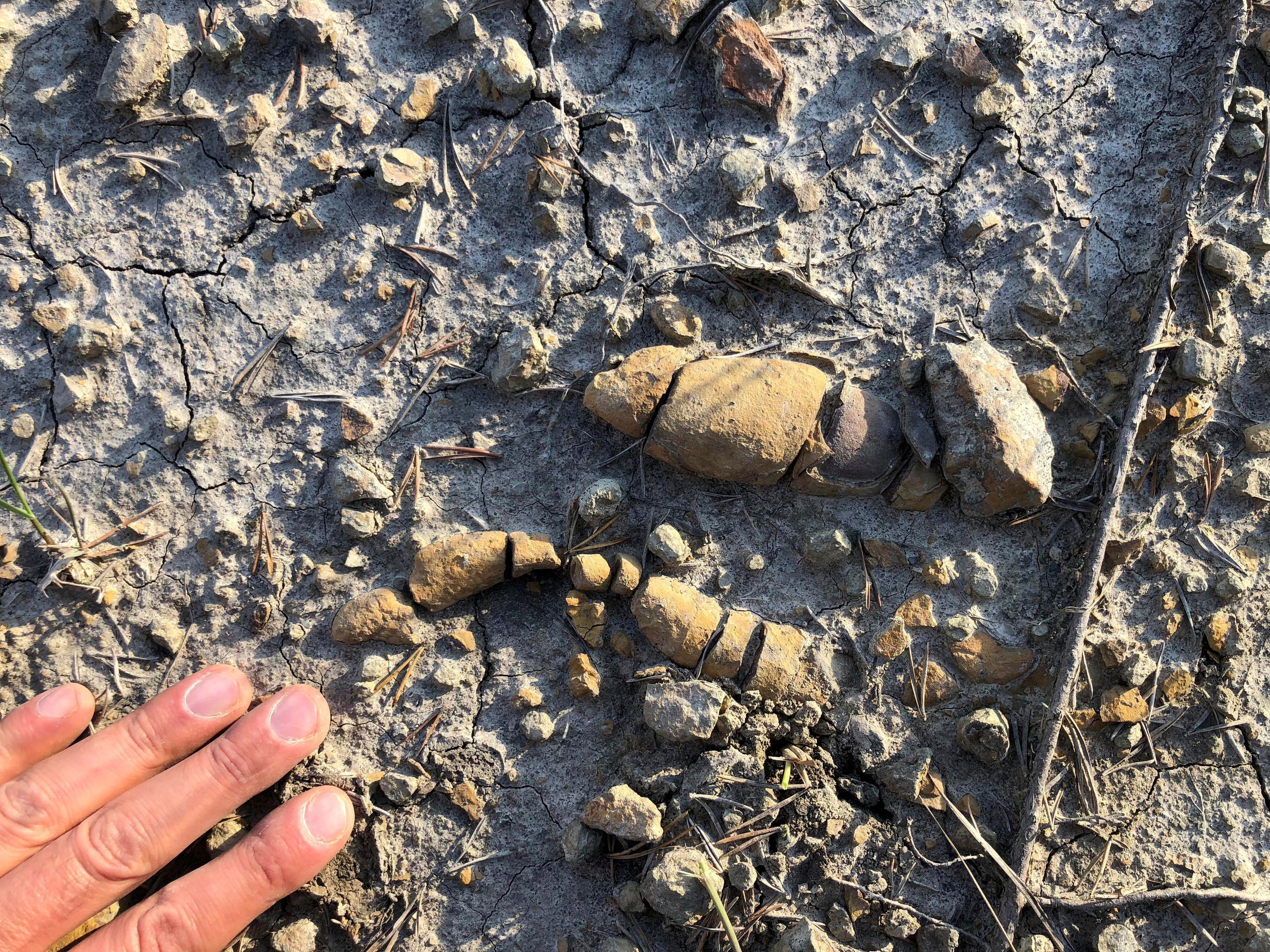 This undated photo provided by Grzegorz Niedzwiedzki shows fossilized plant-eating dinosaur poop found in Soltykow, Poland. (Grzegorz Niedzwiedzki via AP)