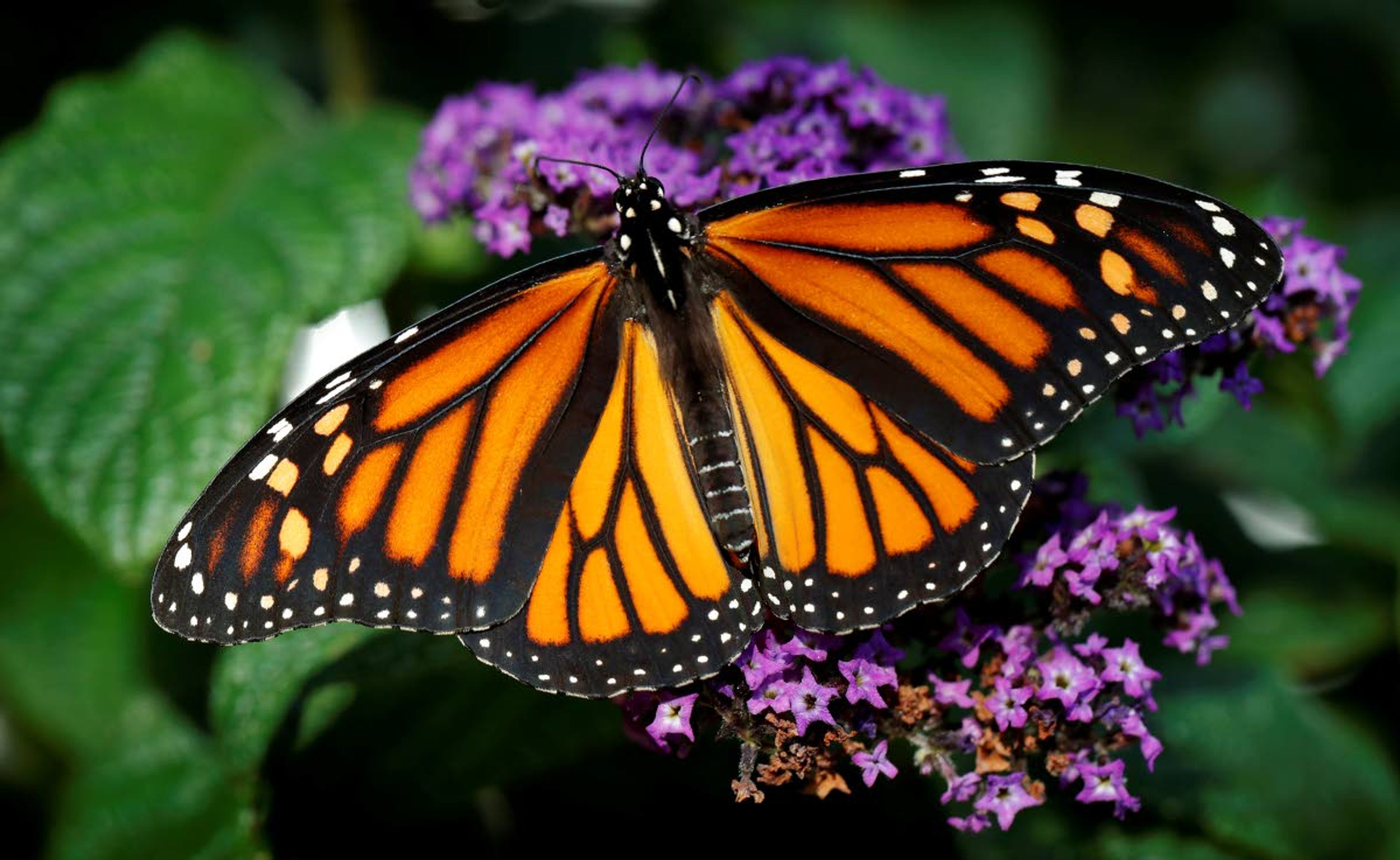 A monarch butterfly rests on a flower Sept. 17, 2018, in Urbandale, Iowa.